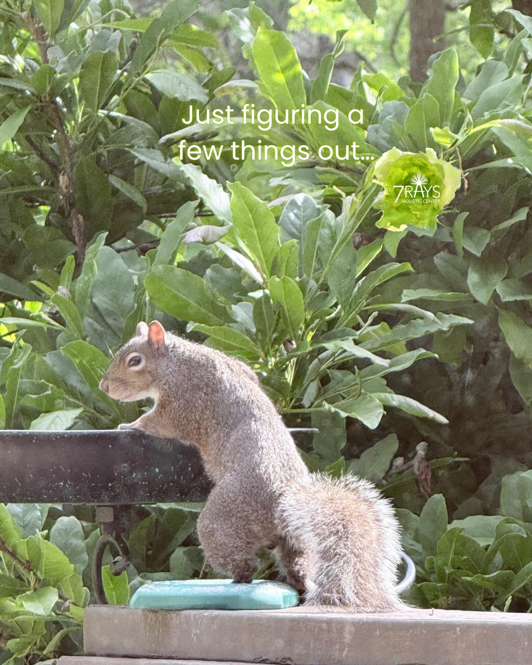 Not everything has to be big or planned.
A short walk.
A moment outside.
A little bit of movement.
Let this weekend be just active enough to feel good in your body, and just slow enough
to enjoy it.
📸 Photo by Hemla
#reawakenthepower
👉 Explore where 7 Rays is journeying next
https://www.7raysholisticcenter.com/events and join this amazing adventure.
#colortherapy #familyconstellations #CrystalHealing #EnergyWork #Intuition #Productivity
#ColorTherapy #SelfExpression #ChakraHealing #7rays
