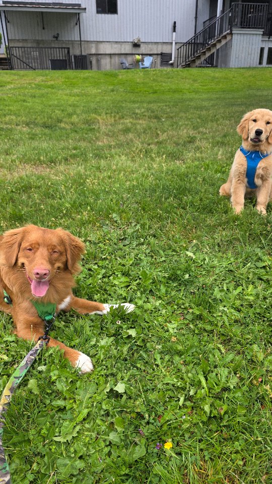 Koda and Finnick 💛
A little glimpse into the kind of work that often gets overlooked in modern puppy raising and training.
Beyond obedience cues, these early stages are about building emotional wellbeing, confidence, communication skills, resilience, appropriate social skills, and learning how to navigate the world successfully.
Koda did such a lovely job working through Finnick’s adolescent energy, while Finnick continues learning that calmer choices, thoughtful interactions, and self-regulation help create the outcomes he’s looking for.
Both of these dogs — and their people — have put in so much thoughtful work, patience, and dedication, and it’s so cool watching that progress start to come together. ✨