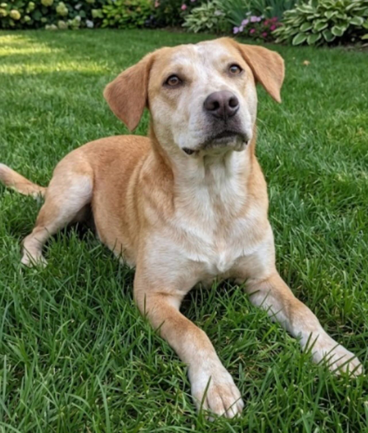 Pup of the Day: Callie 7 months old.
This girl has a ♥️ as big as Texas & a story that’ll make you feel all the feels. Callie spent her early days surviving on the streets, finding safety & comfort in a little street family of four other dogs all with different backgrounds, but bonded life a true family! Thanks to a kind soul who faithfully fed & cared for Callie & her family, every one of those dogs was given the chance at a new life. MHLRM IS lucky enough to bring Callie into ours!
Callie is as sweet as they come! Gentle & tender, she’s still a little shy at first, but she’s learning every day that good people can be trusted! In her foster home she’s been blossoming with more tail wags, leaning in a little closer & loving every pet she gets. Small steps are BIG wins when you’ve been out on the streets! ⭐️
Does your dog need a dog? Callie is social, respectful & happiest when she has doggie friends by her side. A home with another friendly dog would be ideal! Sharing toys, cuddle & zoomies please!! 🐶
Smart & eager to please, Callie will repay you with loyalty, gratitude & the kind of love that feels extra special because you truly earned it.
A couple of things to keep in mind: Callie hasn’t been on a leash yet, so that’ll be a brand new adventure for her. She’ll need a patience and some time to get comfortable 🦮 She’s currently in a home with yard access and absolutely loves having the space to romp around with her foster siblings!
Callie is a perfect mix of playful when it’s time to play & happy to wind down when it’s chill time. Daily walks & some playtime will keep her content. She’s really just the best girl!
If you are already an approved adopter and want to meet or adopt Callie, please contact your adoption coordinator. Or you can fill out an application at mhlrm.com