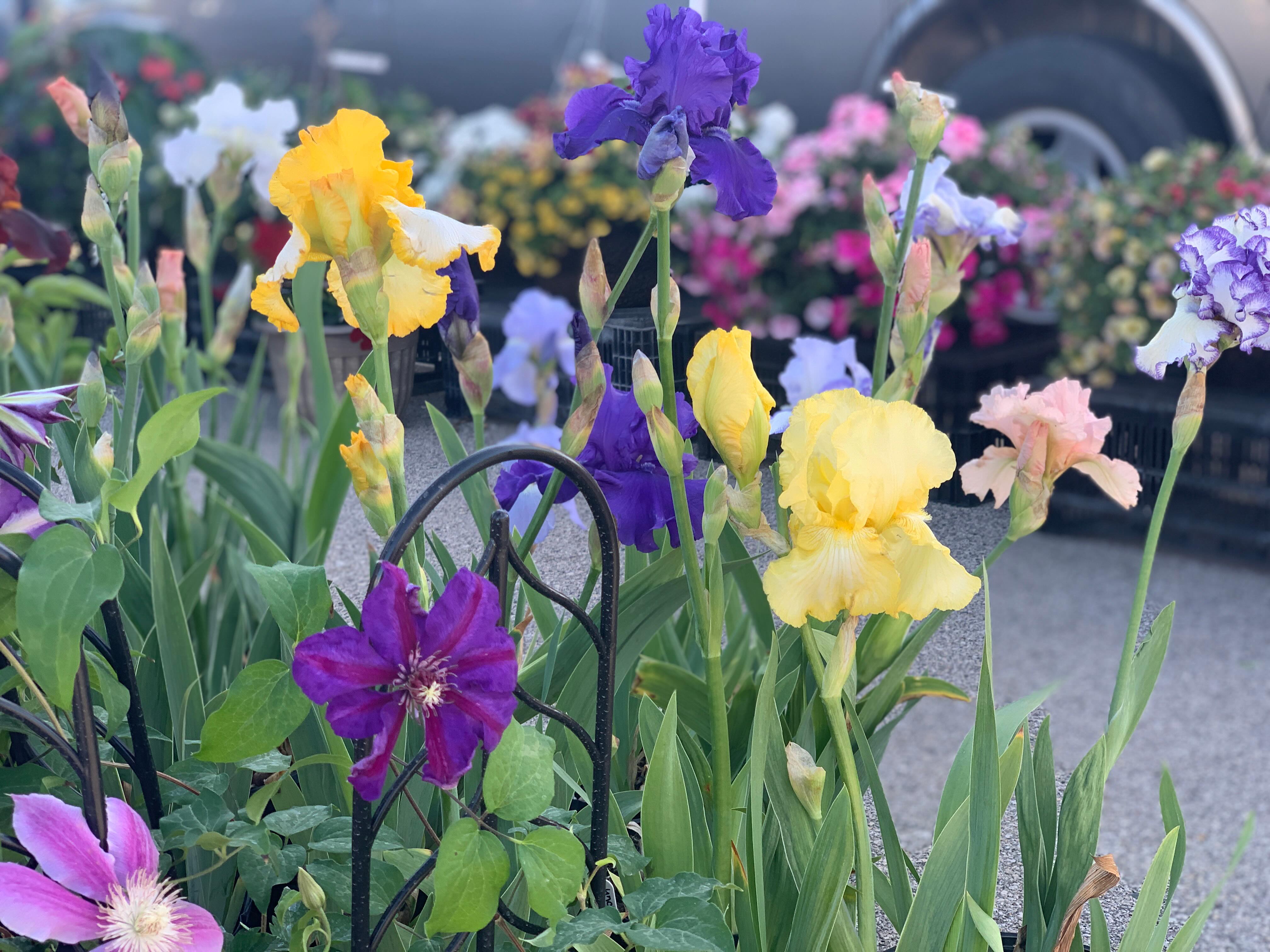 Happy Thursday Friends!
This is the longest short week ever, but it’s almost the weekend, so hold on just a little longer!
We’ll see you Saturday cause you’ve earned a break after this week! ⛅️🥐🌱🍓🍳
#rochfarmmkt #mnlife #summervibes #farmfresh #farmersmarket