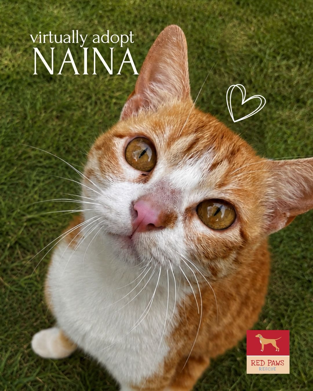 Naina 🤍
She may not be able to walk, but she feels everything, love, warmth, and kindness.
Life hasn’t been easy for her, but she still looks up with hope, waiting for someone to care.
You may not be able to take her home but you can still be her support.
Virtually adopt Naina and help us give her the extra care and love she needs.
Scan the QR code to donate ♥️
.
.
.
#redpawsrescue #adoptdontshop #rescuecat