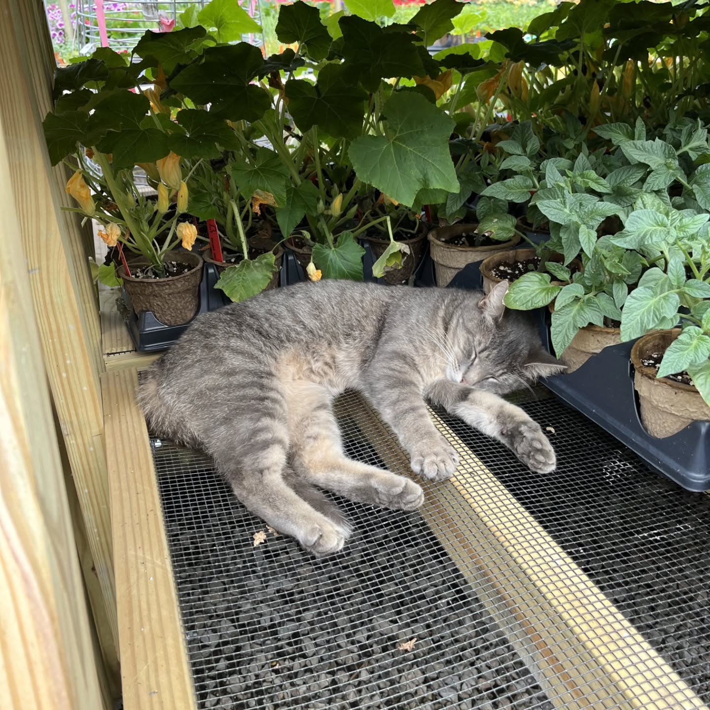 Gardening may not lead to you being *quite* as carefree as a cat, but it will probably get you awfully close!😺 We have flowers and purrs in spades, come on over!🌸🌿
