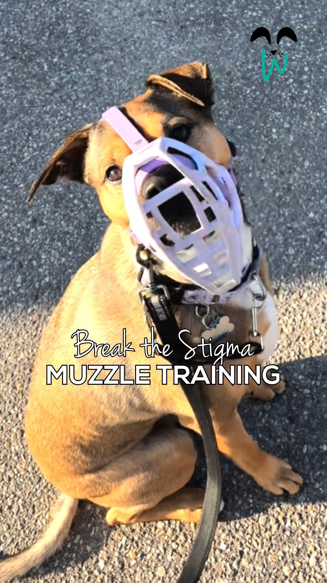 Muzzles often get labeled for āaggressiveā or āreactiveā dogs ā dogs people assume are a danger. But thatās only part of the story ...
Muzzles are tools. And like any tool, they serve many purposes: vet visits, emergencies, transportation, rehabilitation, safe social interaction, structured play, recovery after surgery, preventing scavenging, and yes ā training in busy, real-world environments where āin trainingā often gets ignored.
A muzzle-trained dog isnāt something to hide. It reflects a responsible owner who prioritizes safety, for their dog and everyone around them.
āMuzzled dogs must be miserable.ā
ā Not true.
When introduced properly, muzzles donāt restrict a dogās life āthey expand it. They create opportunities for freedom, exploration, and positive experiences that might not otherwise be possible.
Muzzled dogs are good dogs with big emotions. And, with the right training, many dogs learn to love their muzzle ā because it means they get to go out, explore, and just be dogs.
Letās change the narrative š¾
dog training maine ⢠muzzle training for dogs ⢠reactive dog support ⢠dog behavior education ⢠building better house pets ⢠southern maine dog trainer #WoofWorksTraining #SouthernMaineDogs