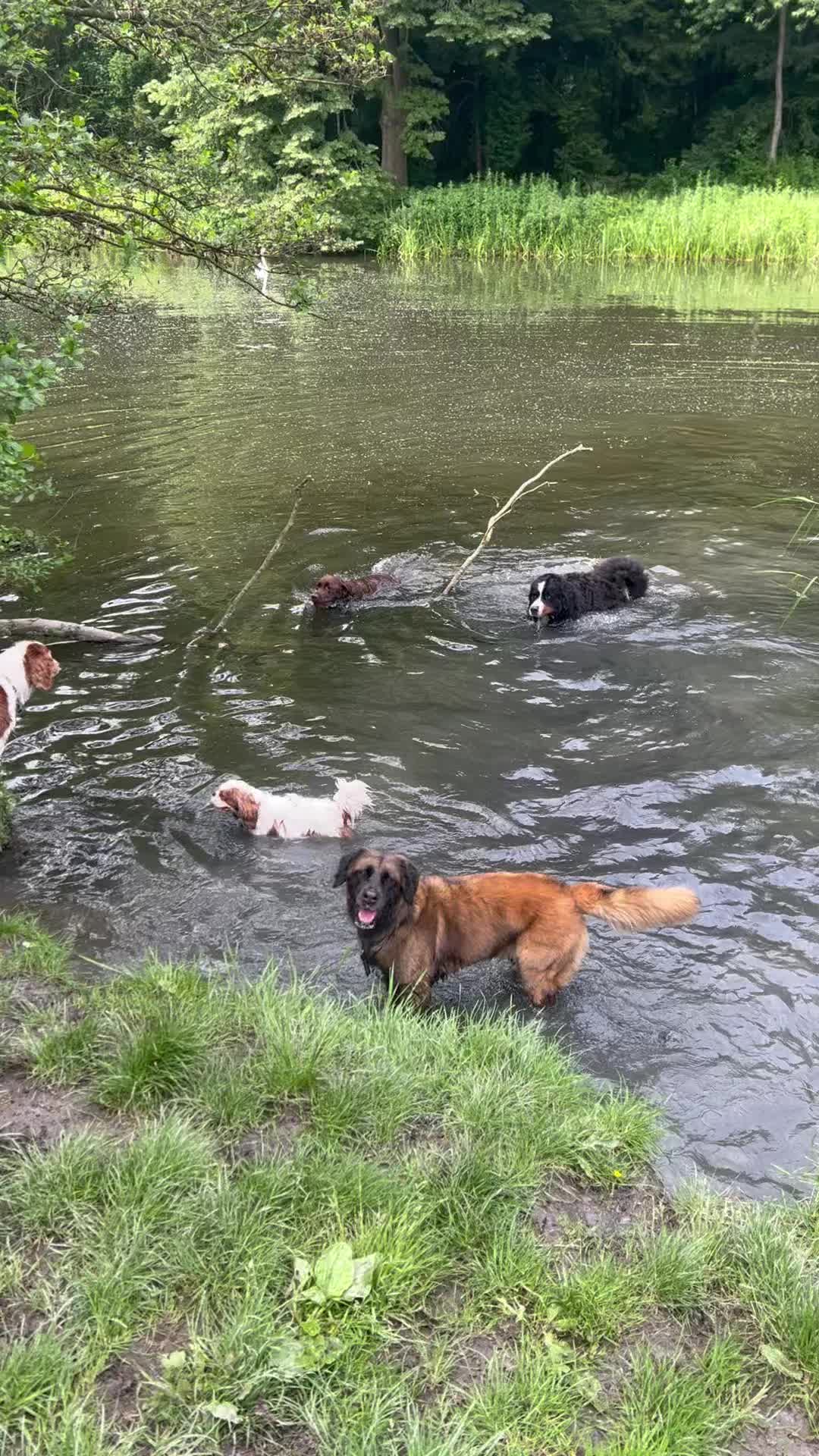 Lekker even afkoelen en spelen! 🌳☀️🥰
🐾 Dexter, Lova, Chip, Diesel, Kyra, Darcy, Bodhi en Julius