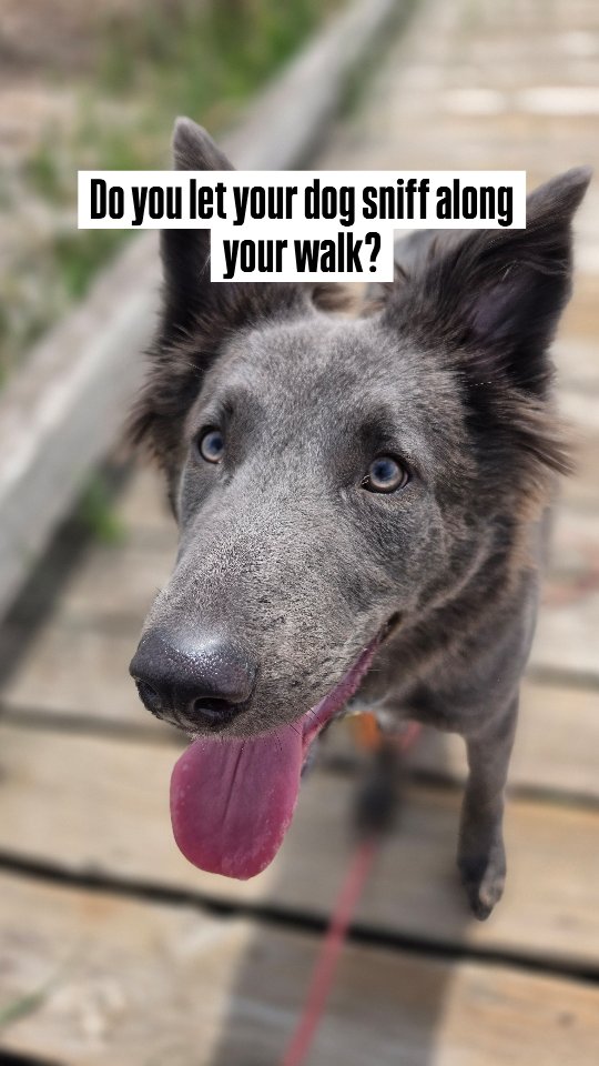 Do you let your dog sniff on walks? 👀🐾
Are you:
🐕 “It’s their walk — sniff away!”
🎯 “We’re training first, then sniffing.”
⚖️ Or somewhere in the middle with a little structure *and* a little sniffari?
At K9 Wisdom, we LOVE letting our dogs sniff. In fact, we deliberately use sniffing as a reward during walks! 🌿🐕
Our dogs learn that calm walking, checking in, loose leash skills, and “good choices” earn them opportunities to go sniff. Instead of pulling from smell to smell the entire walk, we mix training and decompression together with clear expectations.
That consistency matters. 💡
When dogs understand:
➡️ “Now we’re walking together.”
➡️ “Okay, go sniff!”
➡️ “Back to work.”
…they tend to feel more confident and successful because the rules stay predictable.
Sniffing itself is incredibly enriching and calming, but communication is the key. We want our dogs to know the difference between:
🐾 exploring time and working together time.🐾
So now we wanna know…
How do YOU handle sniffing on walks?
Do you have a cue that tells your dog it’s time to sniff? Or is your walk one big sniffari? 😂👇
#k9wisdom_dognerd #dogtraining #sniffari #enrichmentfordogs #looseleashwalking