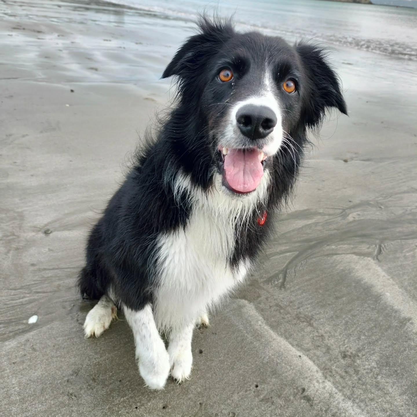 Naki - Isn't she just so beautiful đ
#collie #beachlife #dogwalker #lovemyworkâ€ïž