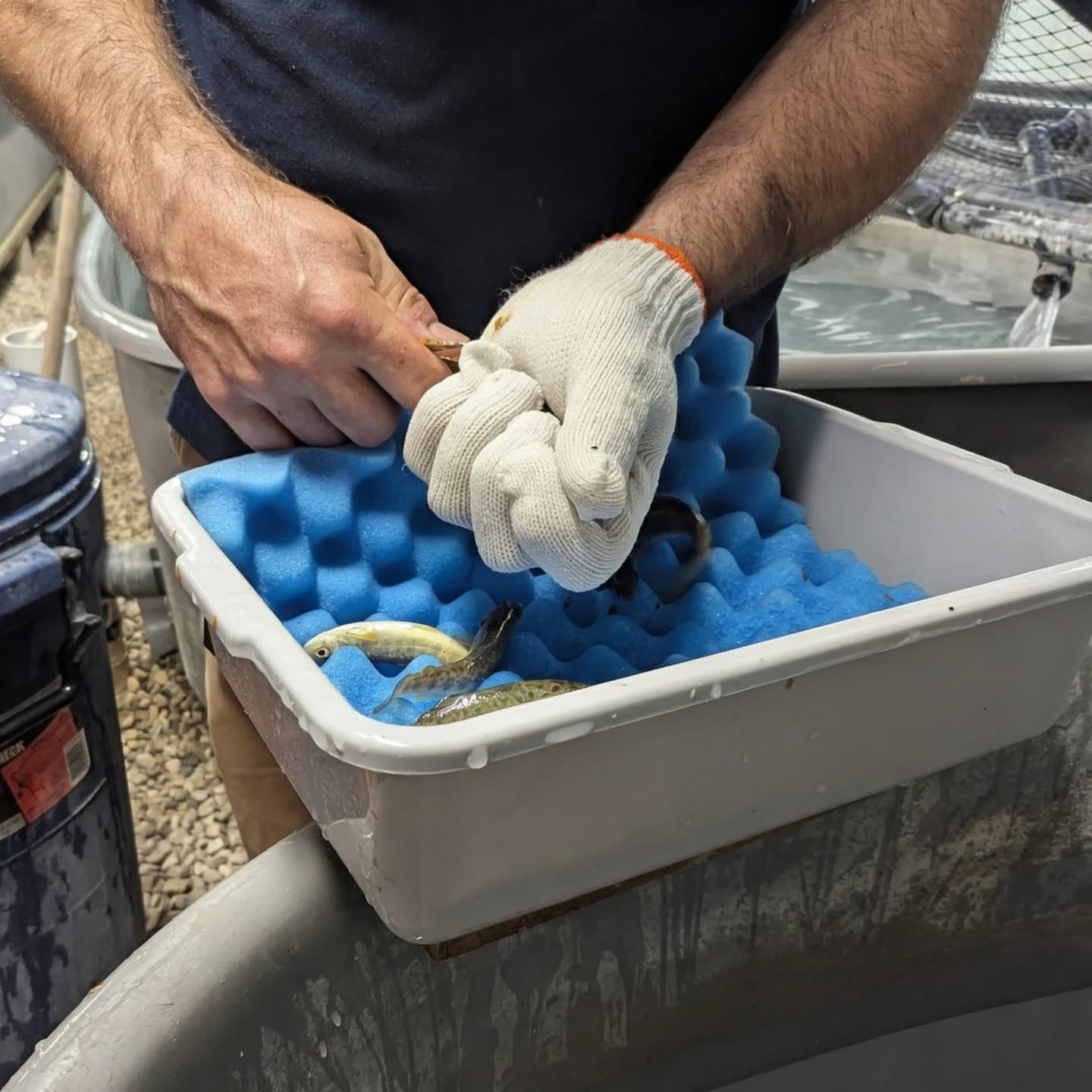 A big win for conservation today! With the help of our incredible volunteers, we successfully fin‑clipped and released all of our rainbow trout. Fin clipping helps us identify hatchery fish once they’re in the wild, giving us important data to support long‑term fisheries management.Huge thank‑you to everyone who showed up and put in the work. Your time, energy, and passion help protect the future of our local waters. 🌊🐟
@ofahmembership @onresources @fishwildlifeon @ontariooutofdoors