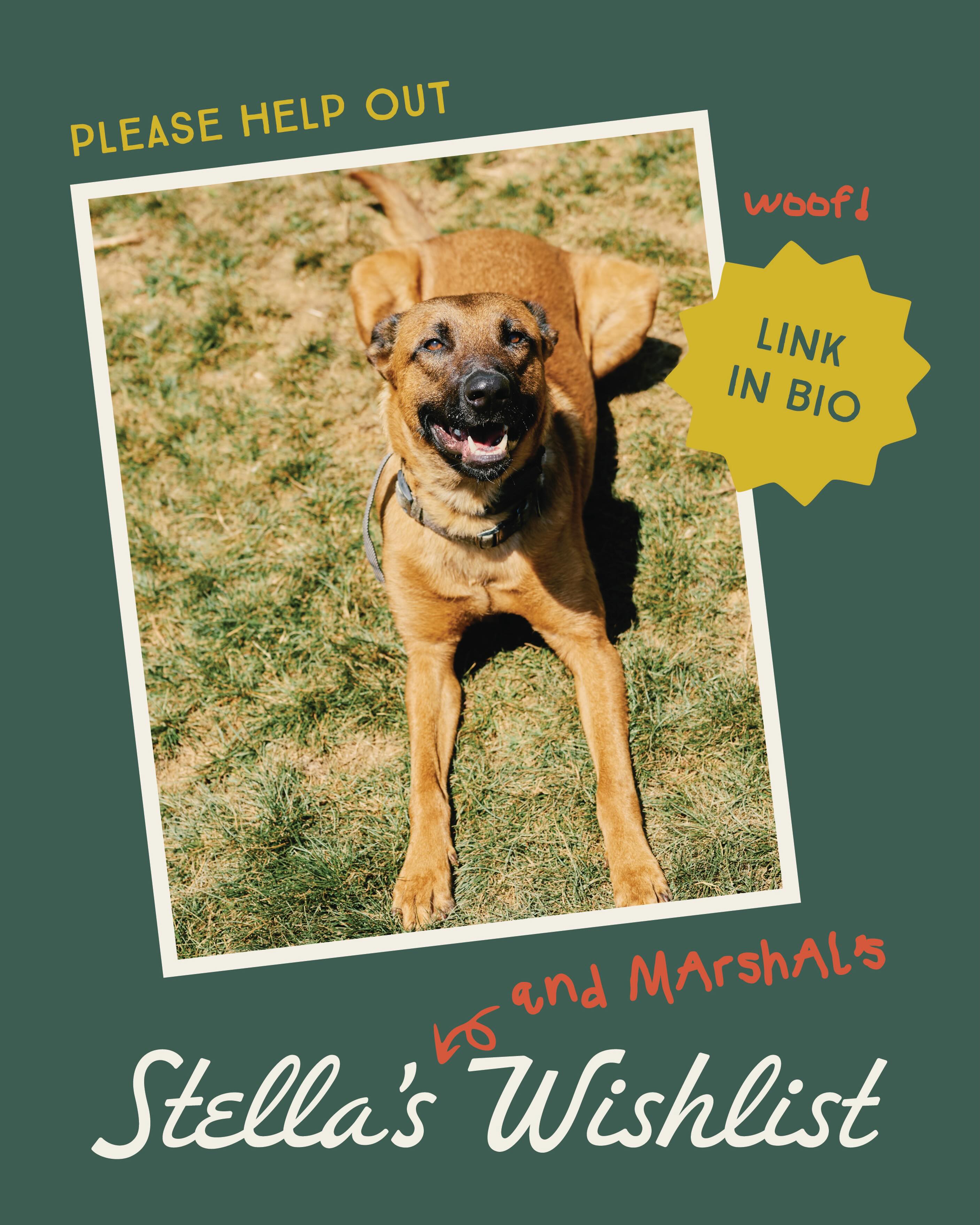 The rescue dogs have spoken… and apparently they need everything. 😅
Food, treats, toys, cleaning supplies, puppy pads, cat litter, and about 47 tennis balls that mysteriously disappear every week.
If you’d like to help without making a cash donation, we’ve put together an Amazon Wishlist filled with the items we use every single day to care for our rescue animals.
Every item shipped helps us spend more of our donations on medical care and saving more lives.
Check out Stella’s Wishlist at the link in our bio.
(And yes, Marshal has submitted a formal request for more treats.)
#StellasRescue #AnimalRescue #RescueDog #RescueCat #AmazonWishlist SupportRescue AdoptDontShop