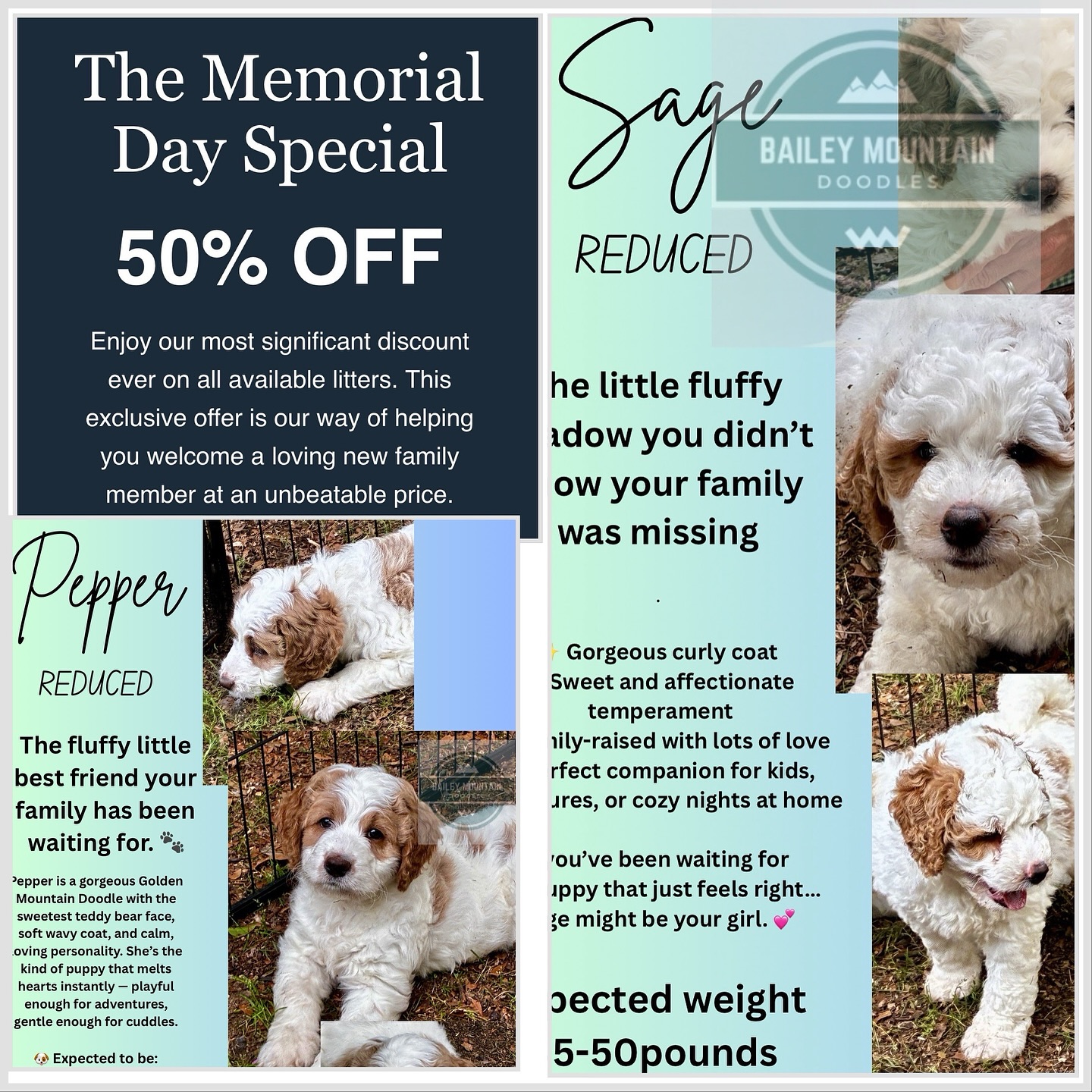 We will continue this sale for another day or so! These sweet girls are amazing! So sweet and cuddly. Ready to meet their new families soon!
#goldendoodle #dogsofinstagram #doodlesofinstagram #goldendoodlepuppylove #multigengoldendoodle#goldendoodlepuppiesforsale#goldendoodlesofsc#standardgoldendoodle
#bernedoodle #doodlesofinstagram #dogsofinstagram #bernedoodlepuppy #doodlesoftheworld #bernedoodles #doodles #goldendoodle #bernedoodlesofinsta #doodle #dogstagram #dogoftheday #dogs #puppies #standardbernedoodle #bernedoodlelove #bernedoodlesofig #bernedoodledaily #bernedoodlelife