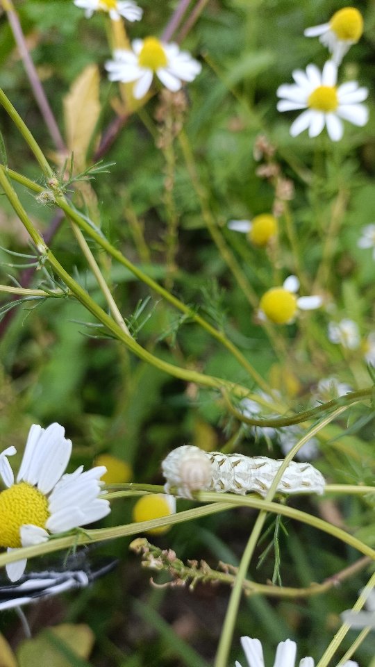 Récolte de camomille matricaire
#nature
#fleurscomestibles
La camomille matricaire indispensable de ma phytothérapie est une fleur également comestible aromatique.
Utilisée chez moi en #tisane mais aussi sirop et confiture.
Pour toute demande particulière merci de me contacter de préférence par mail
En commentaire, si vous connaissez le nom de cette chenille.
#b2bnormandie