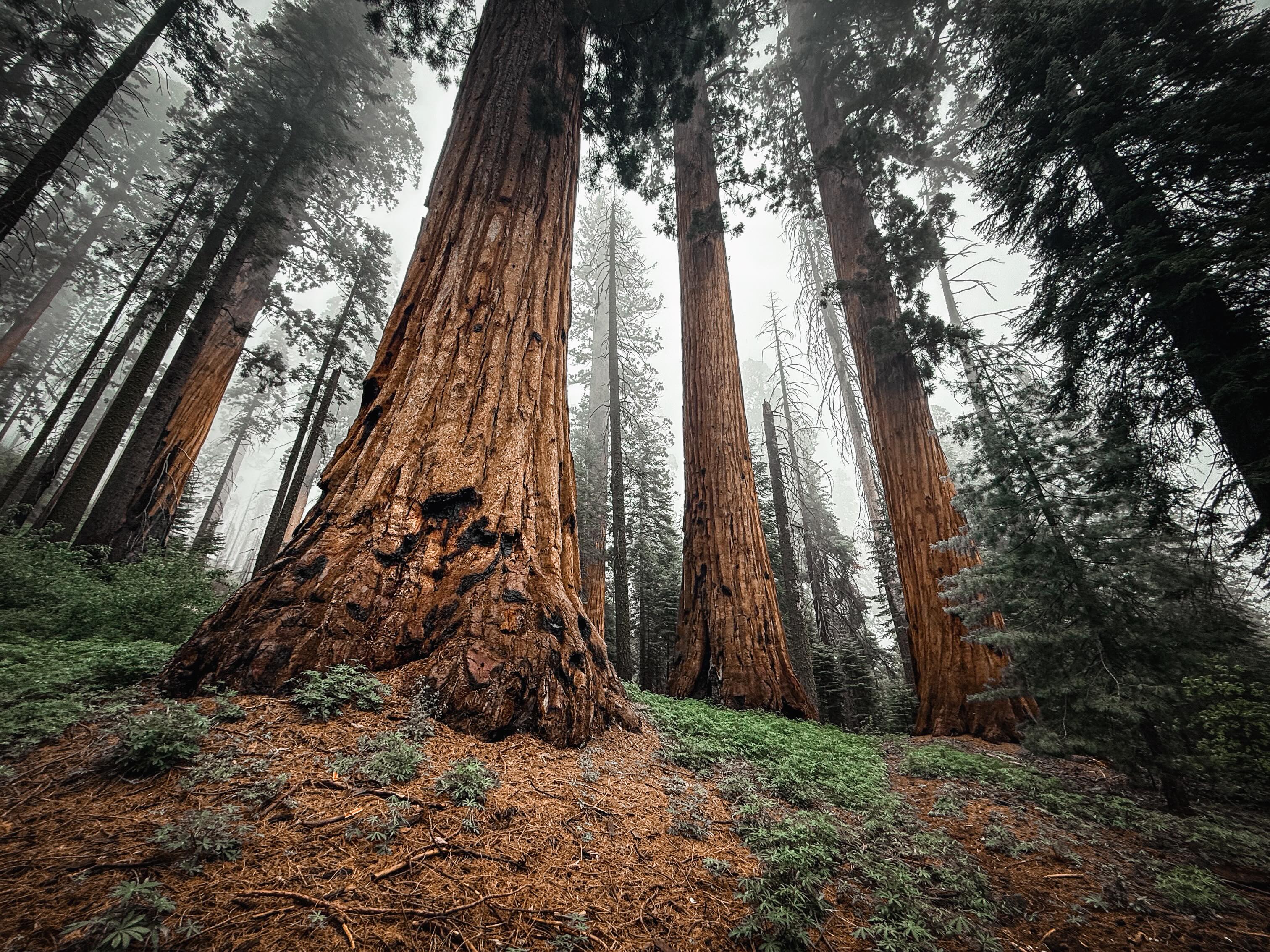 I was going to write a funny line about how we should change sequoias’ scientific name to “Sequoiadendron chonkerus” but they’re actually already called “Sequoiadendron giganteum” which is pretty damn accurate.