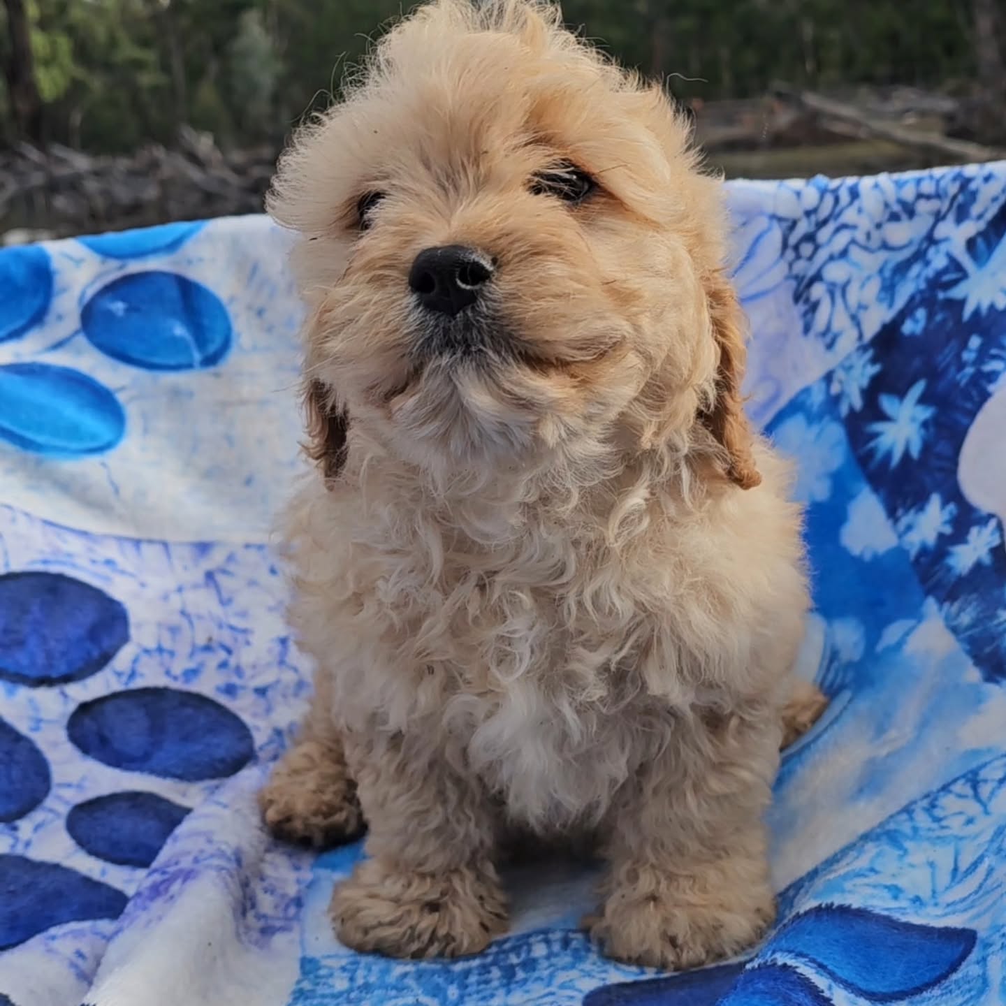 Cavachon SOLD Jackie
www.katashillviewkennels.com