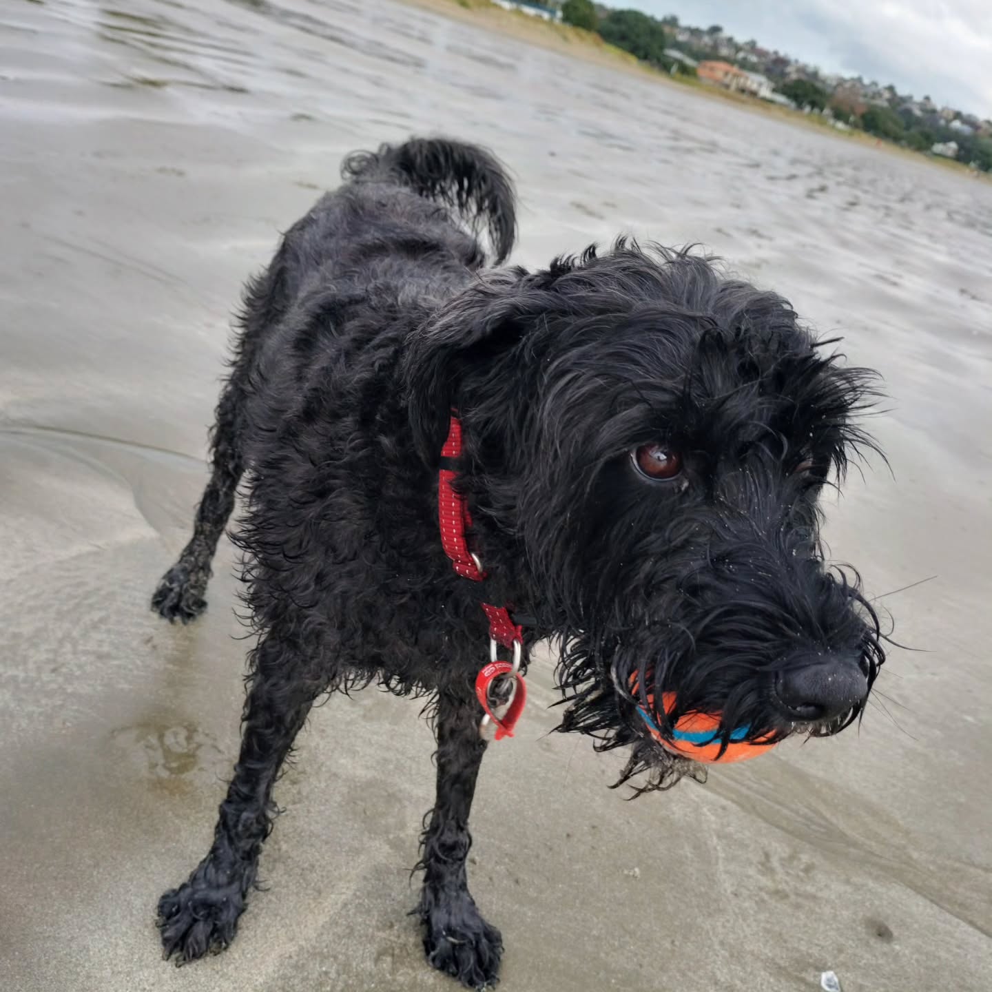 Toby - Handsome boy who has been listening so well and loves his new ball play mate đ„°
#balls #beach #walks #work