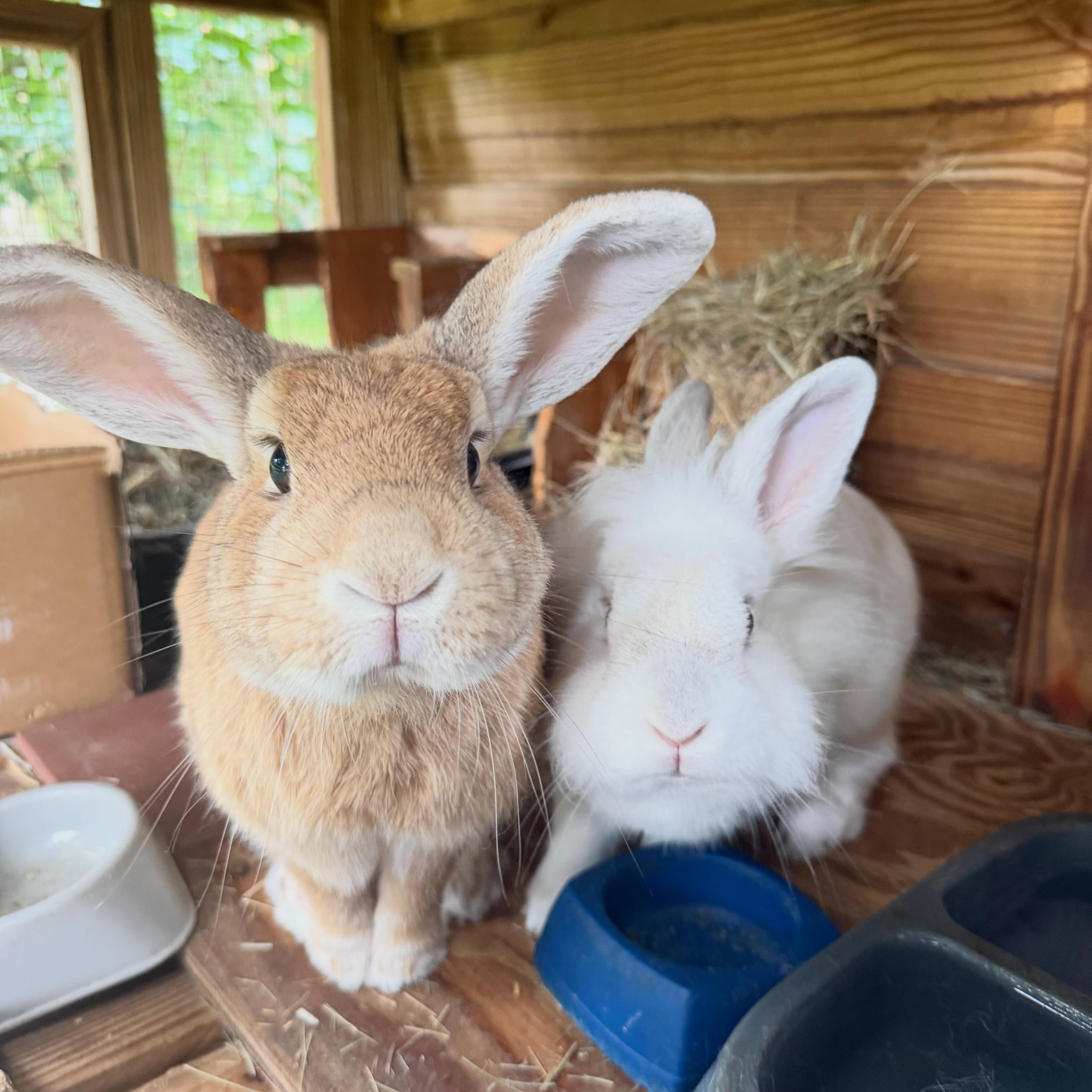 Snuggle Bunnies on a Sunday Morning 🤎🤍