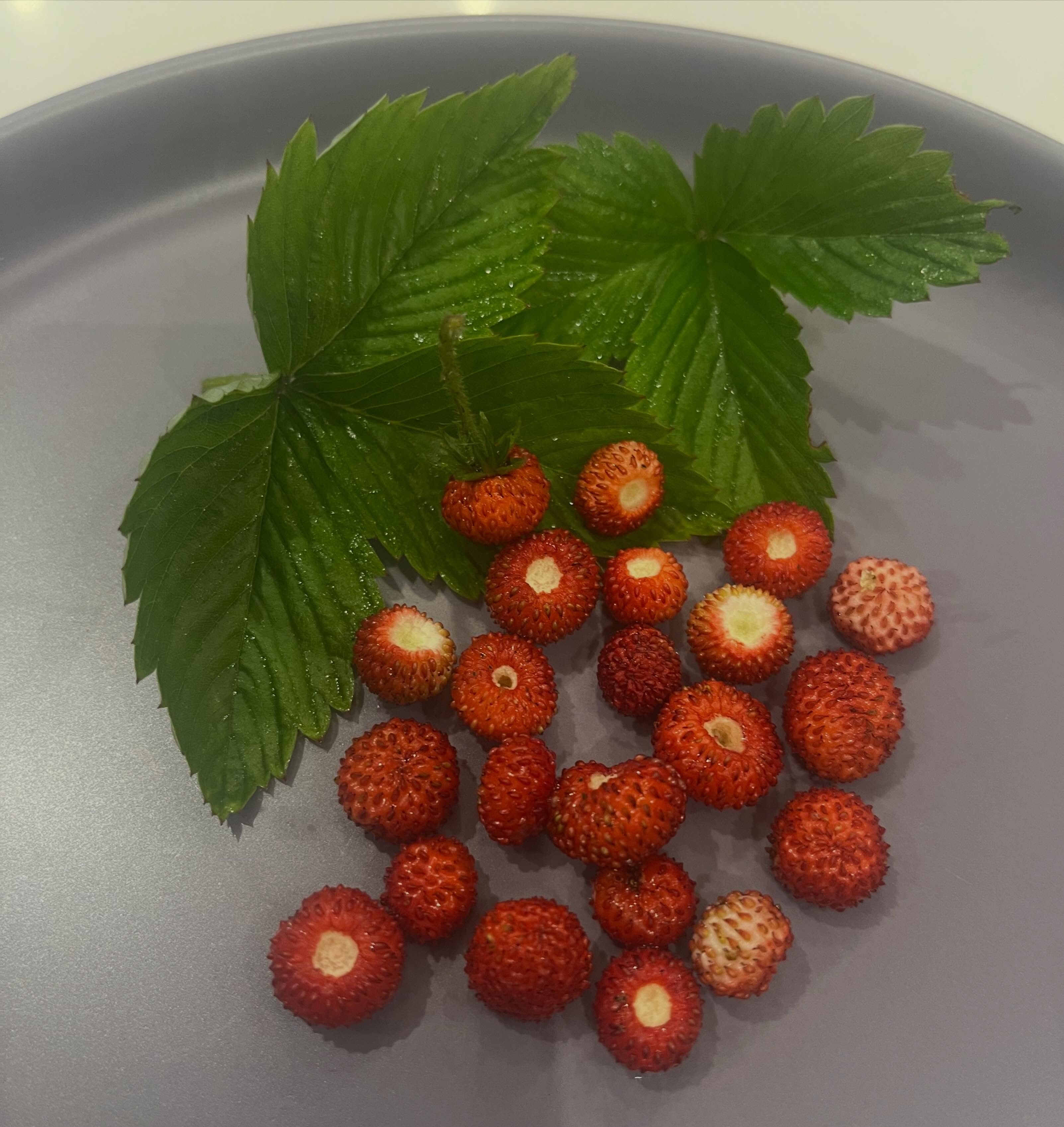 Wild strawberries š I got there before the slugs this year! I tend to recommend my clients have a portion of berries each day.
Why berries?
Less sugar effect than many other fruits, useful for many of us and some people need to take care with blood glucose levels.
Tasty, sweet and colourful.
A source of antioxidants, these āmop upā naturally produced chemicals from metabolism, chemicals from pollution, stress and hard training.
Antioxidants protect our cells.
#berries #antioxidants #bloodglucose #nutritionist