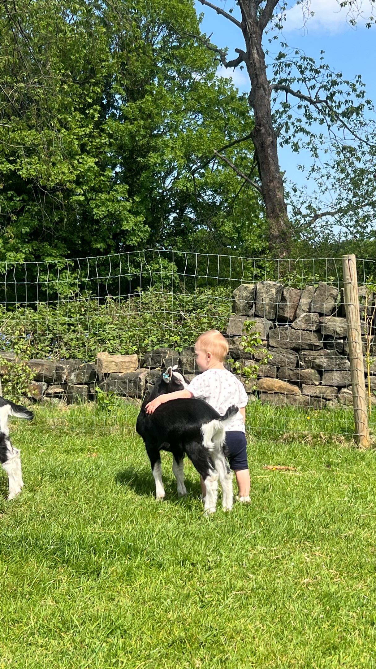 My favourite kind of mornings ☀️
After the girls are milk & fed we wonder round the field playing with the kids, climbing & picking flowers
#marshvalley #goatsmilk #madeinsheffield #childhoodmemories #familyrunbusiness