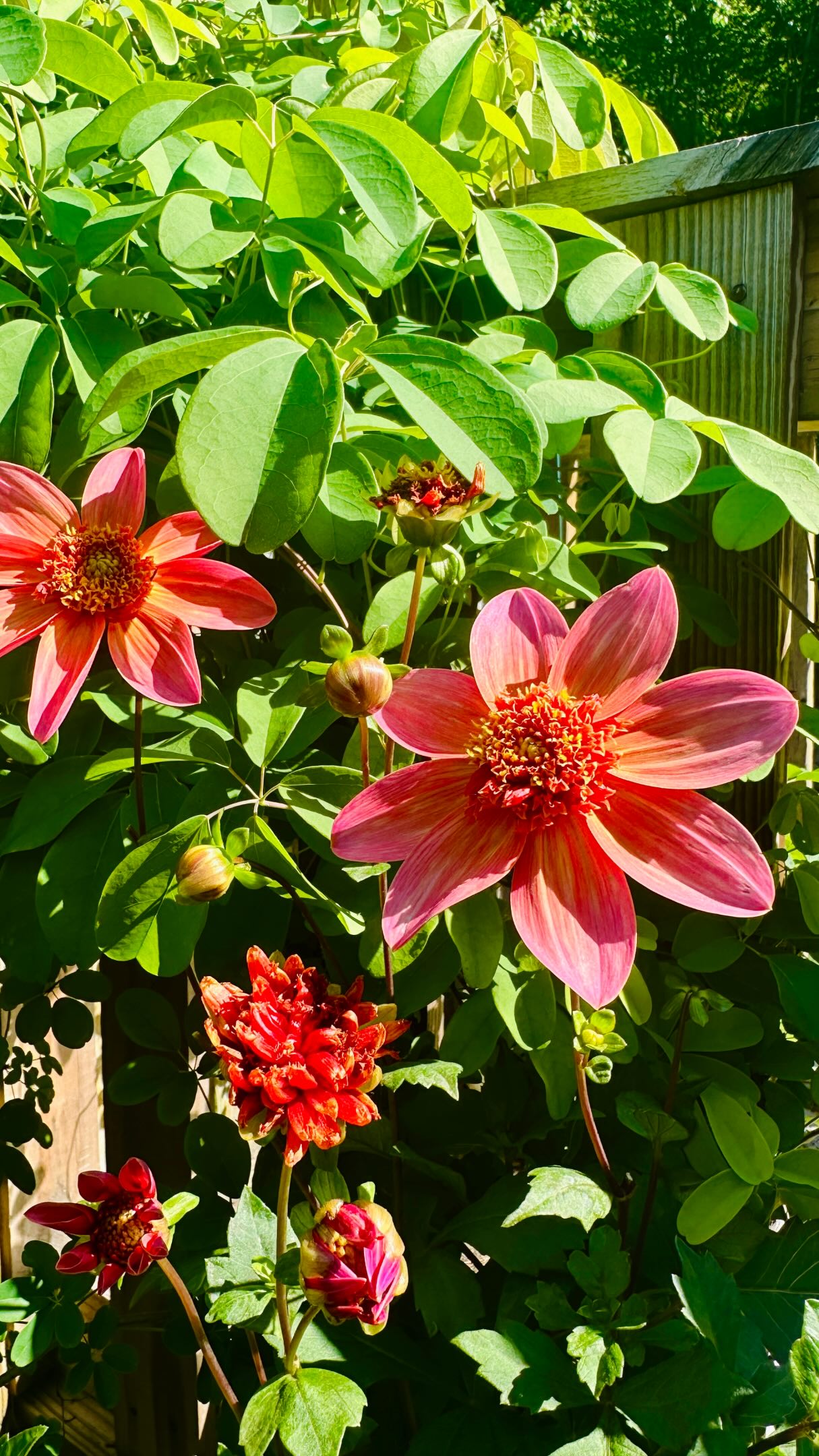 A little field trip to stock up for my own garden at The Flower House at Anther Farm in Yorktown Heights 🌿🤍
Myra and Ken grow so many of their plants themselves, which makes it even more special knowing my garden is beginning with flowers nurtured by local growers who truly love what they do.
There’s something incredibly inspiring about stepping into another grower’s space. Seeing what they’re cultivating, the varieties they’re experimenting with, and the care behind every bloom. I left with fresh inspiration, a full camera roll, and an even deeper appreciation for this beautiful community.
A gentle reminder to support your local growers before heading to the big box stores. You leave with more than just plants , you leave with pieces of someone’s passion, knowledge, and heart.
#flowerfarm #shoplocal #smallbusiness #garden #flowers