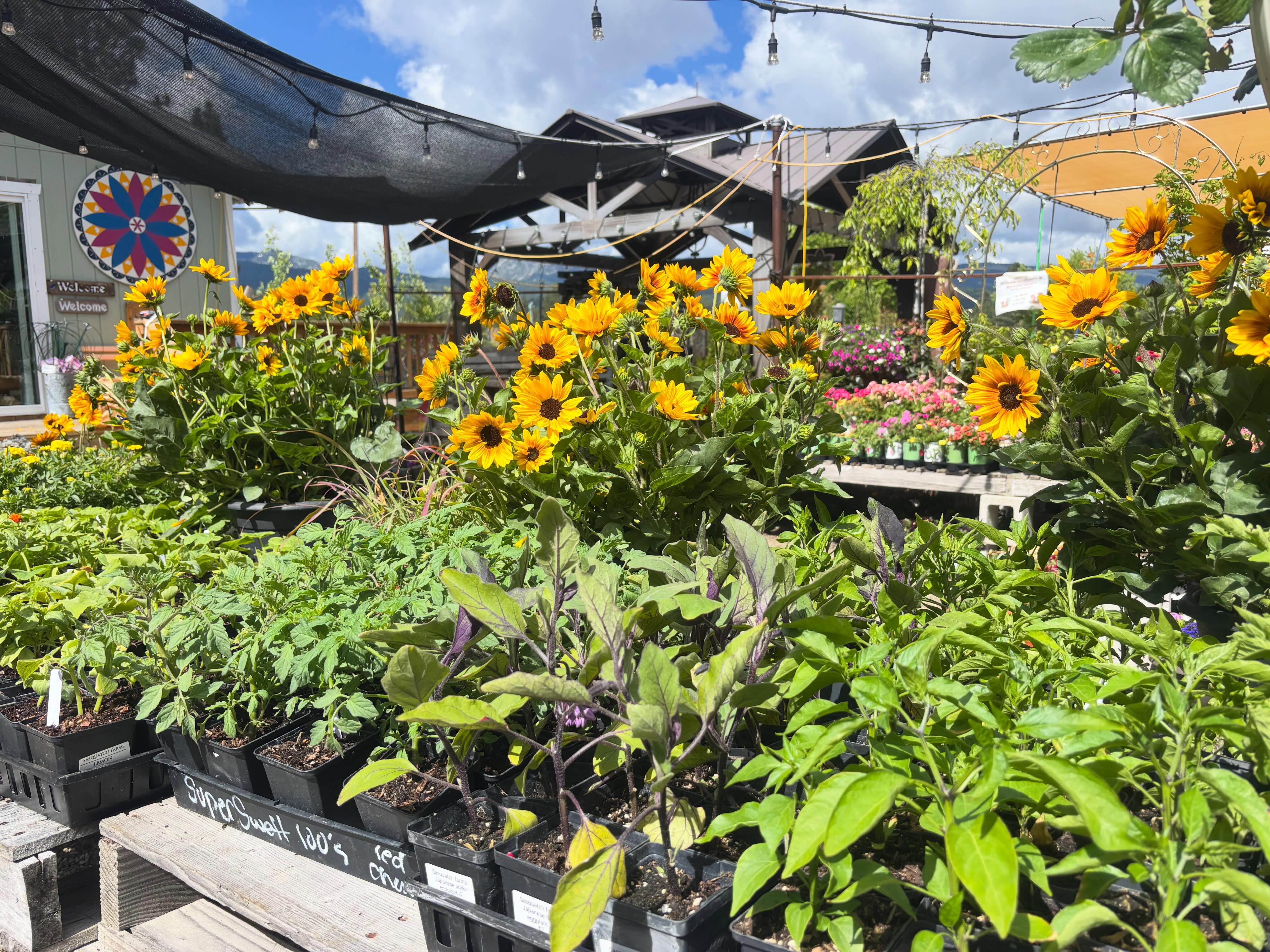 The clouds have (mostly) cleared and it is perfect outside! @sasquatch_farm dropped off some organic local veggie starts, ready for you to bring home!