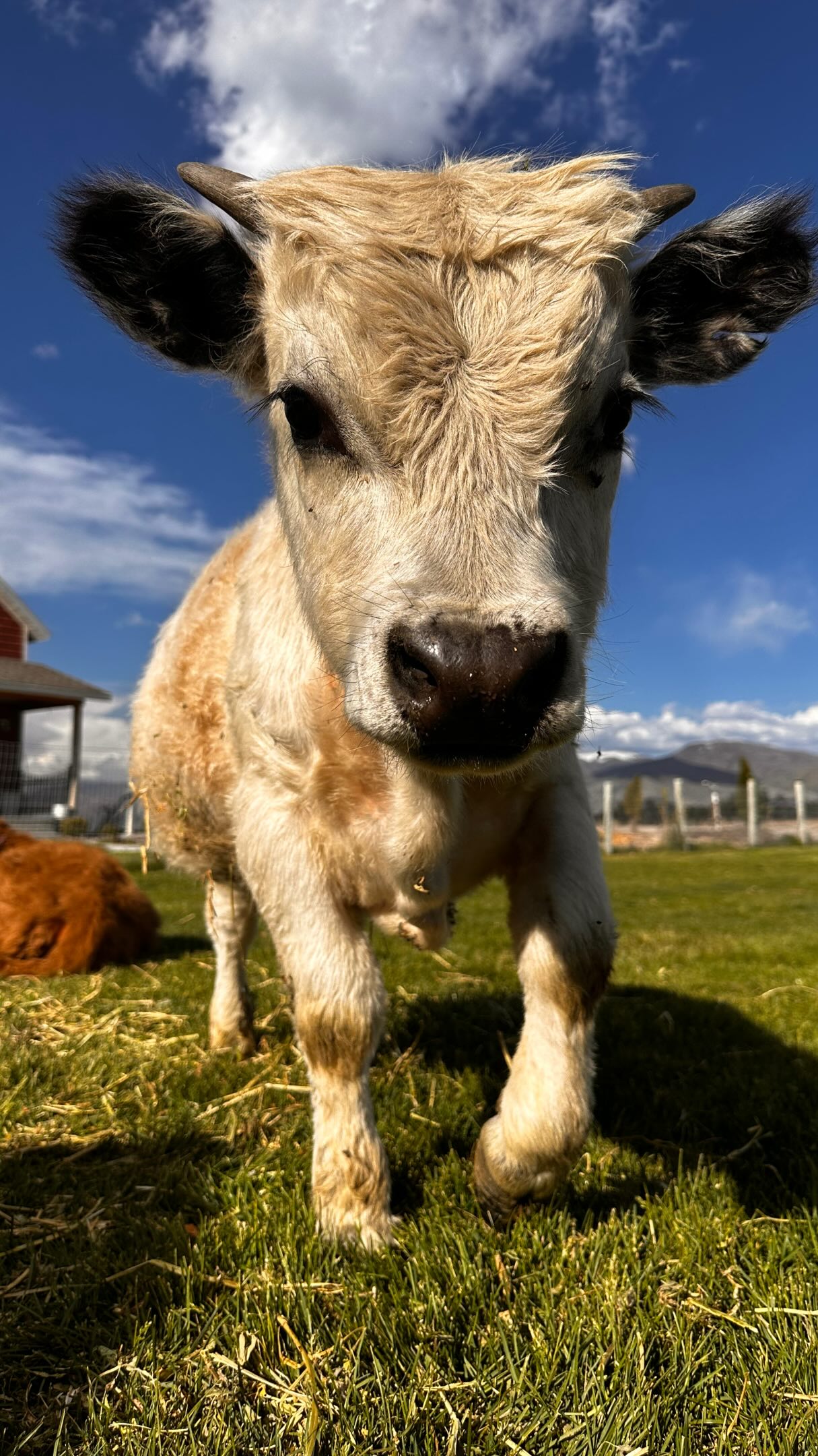This is Clyde's cue to boop YOUR snoot! He loves hearing how cute he is. Let him know by following us! #rockymountainreindeerfarm #minihighland #minicow #minicowsofinstagram
