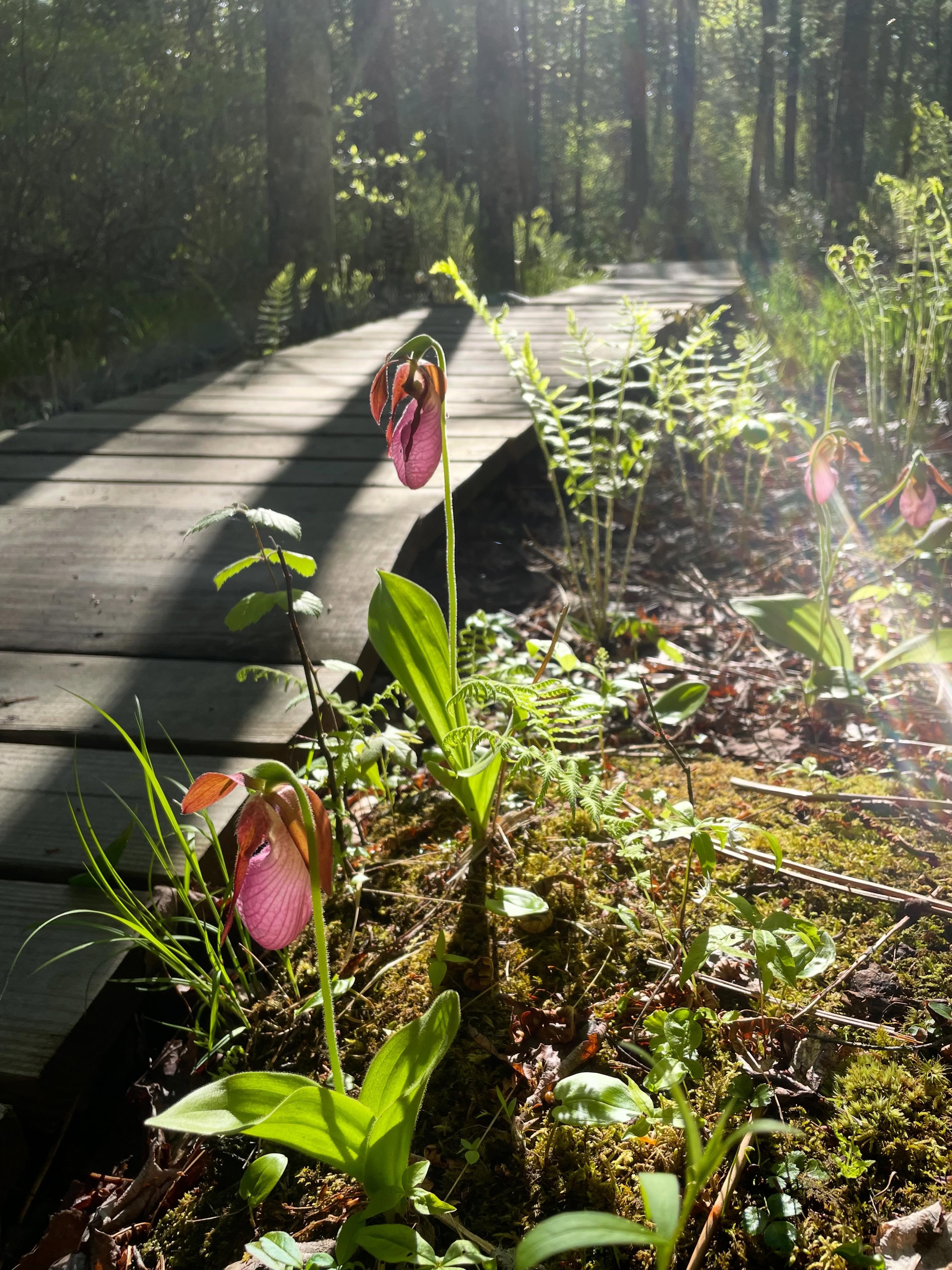 Spotted yesterday at Jack Baker Woods Preserve in Thomaston: the lady’s slippers are out!
These wild orchids need special habitats to grow and require the presence of fungus and nutrients to successfully bloom.
Maine is home to four species of lady’s slippers — all of which are vulnerable and should be admired, not collected.
We hope you get a chance to glimpse the lady’s slippers this year during a walk in the woods! 🌸
#ladyslipper #maineflowers #wildflowers #mainetrails