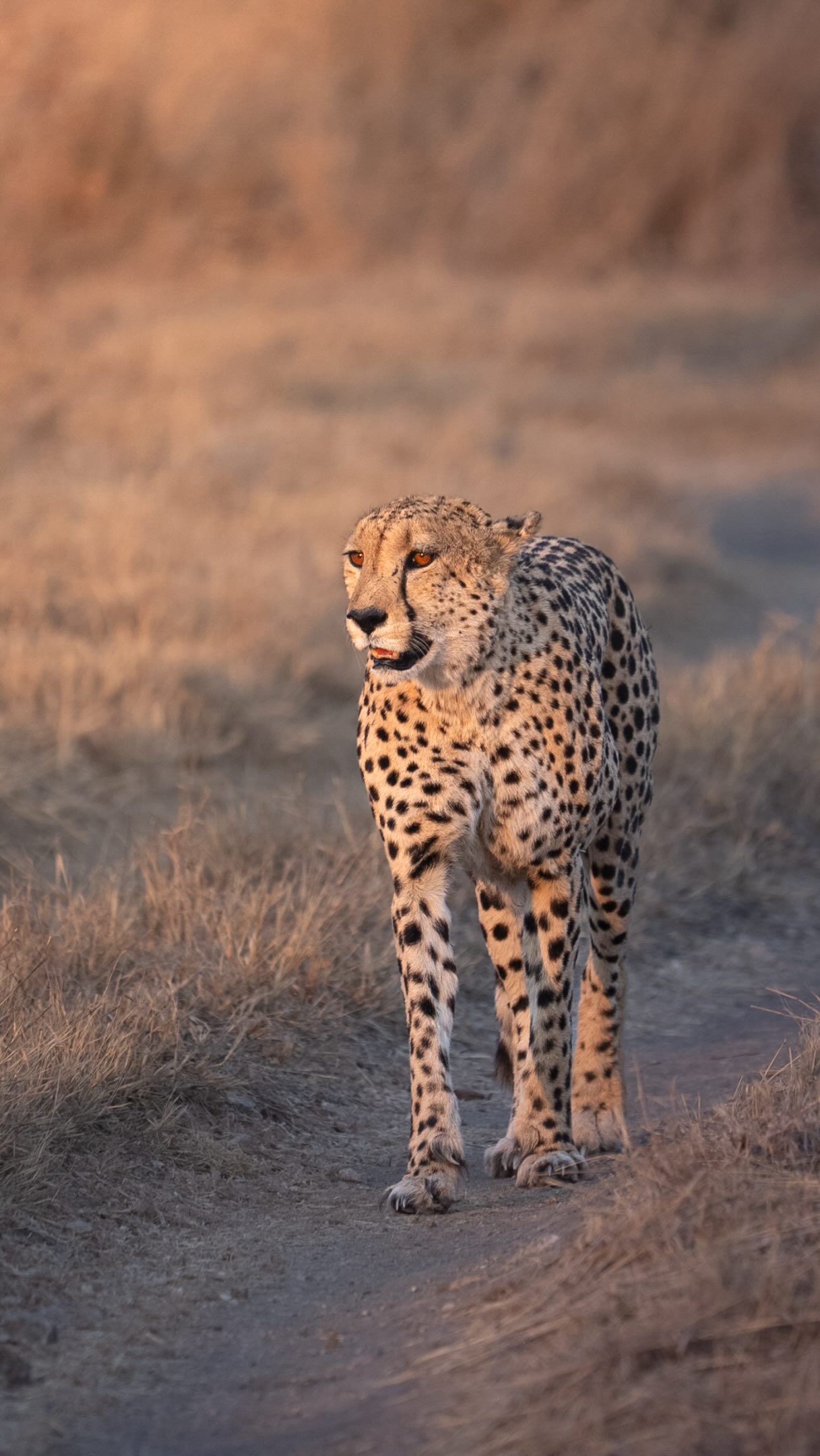 Two cheetah brothers crossing the plains of Madikwe Game Reserve. 🐆🐆
Simple moments like this are what make a safari memorable. No drama, no rush, just two predators moving through their territory in the open light.
These are the sightings guests remember. The quiet, unscripted scenes that define the experience long after the drive is over.
Captured by Gianni Creative Studio
Safari Productions | Lodge Photography | Safari Lodge Content Creation |