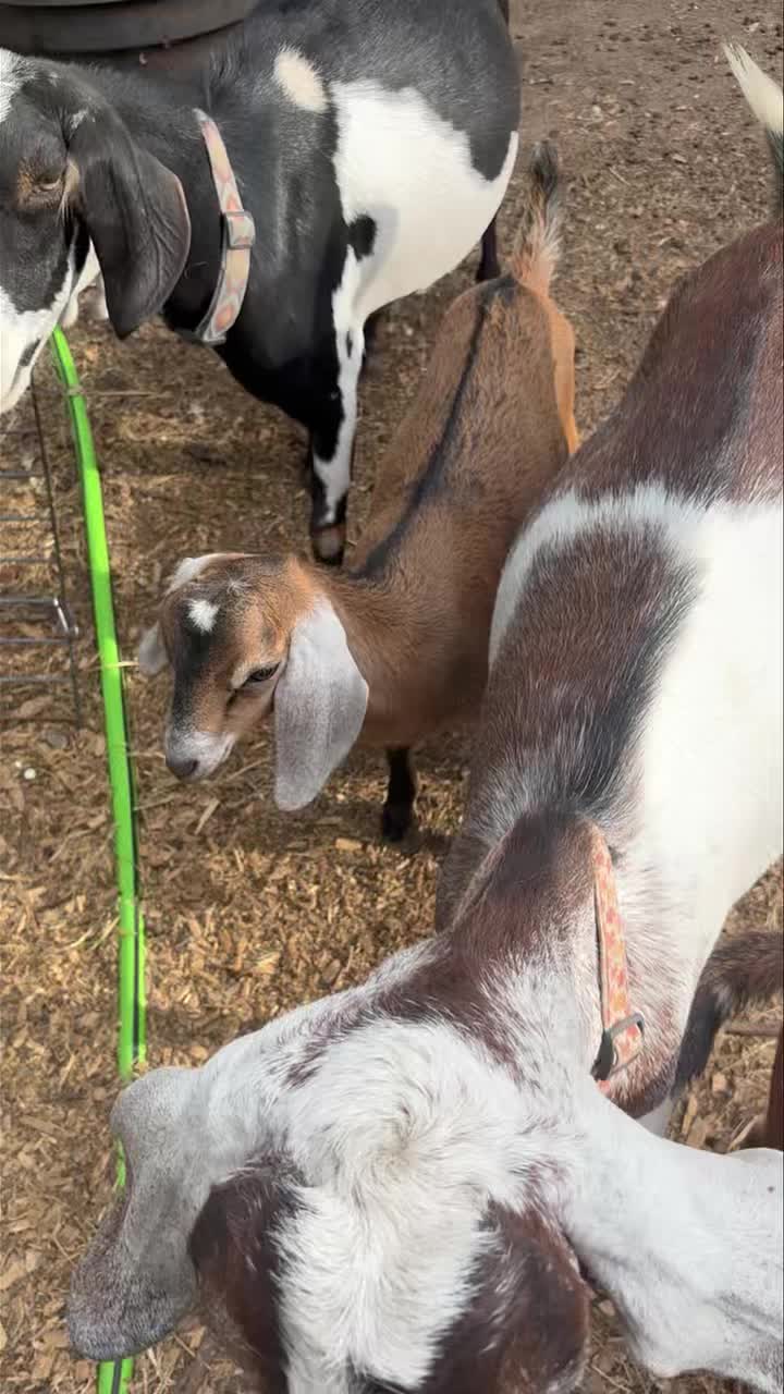 Palo Cedro ca. mini nubian doeling available unregistered to a pet home. Message for details.