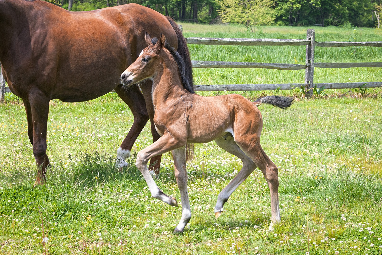 ๐๐ข๐ฆ๐ข๐ญ๐ฅ๐๐ฌ๐ฌ ๐๐ (Lowlands OLD x Han. Pr. Fabienne QC by Franziskus FRH) at 4 days of age. First impressions are really superโlots of power and suppleness in the gaits, good balance, and of course he is beautiful in his type. Congratulations to Maddie Operacz on securing this one in utero!
#quanticosporthorses #breedingwithapurpose #lowlandsstallion #franziskusstallion #foalsof2026 #foalsofinstagram