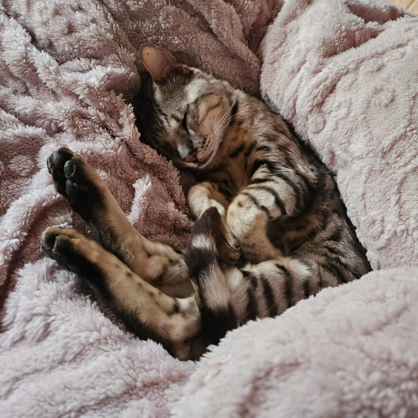 Chline Egon Bolle, schön tüüf und fest am Pfüsele.
° Katzen sind mehr als nur Haustiere. 🐾°
Ihre Nähe kann beruhigend wirken, Stress reduzieren und vielen Menschen ein Gefühl von Geborgenheit schenken. Das sanfte Schnurren, ihre Gelassenheit und ihre bedingungslose Präsenz machen sie zu kleinen Alltagshelden auf vier Pfoten. ❤️
Manchmal braucht es nicht viele Worte... nur eine Katze, die sich neben uns legt.
#Katzenliebe #Schnurrtherapie #Katzen #Wohlbefinden #Tierliebe Alltagsglück CatLove MentalHealth Haustiere Dankbarkeit 🐱✨