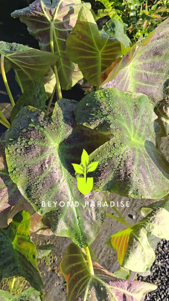 My favorite… the Elephant Ear! 🐘🌿
• Can grow HUGE heart-shaped leaves 💚
• Loves warm weather, moisture & humidity ☀️💧
• Perfect for creating a tropical look 🌴
• Fast grower during the warmer months ✨
• Great for gardens, patios & containers 🪴
Come explore at 23920 FM2978 Tomball, Tx
#beyondparadisenursery #tomballtx #gardencenter #elephantear #plants