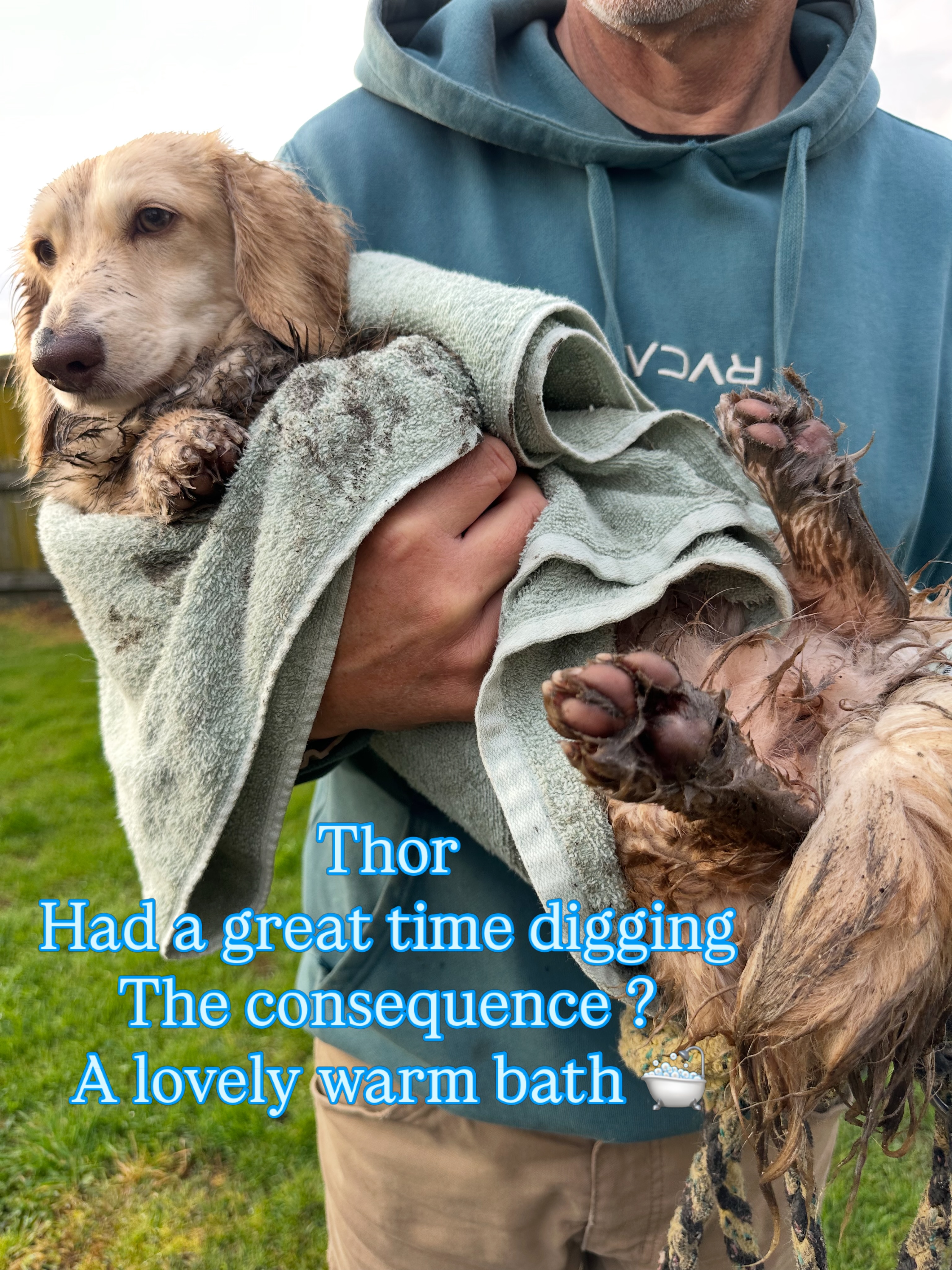 Thor - too much fun to quit πΎπ€£ #dachshund #minidachshund