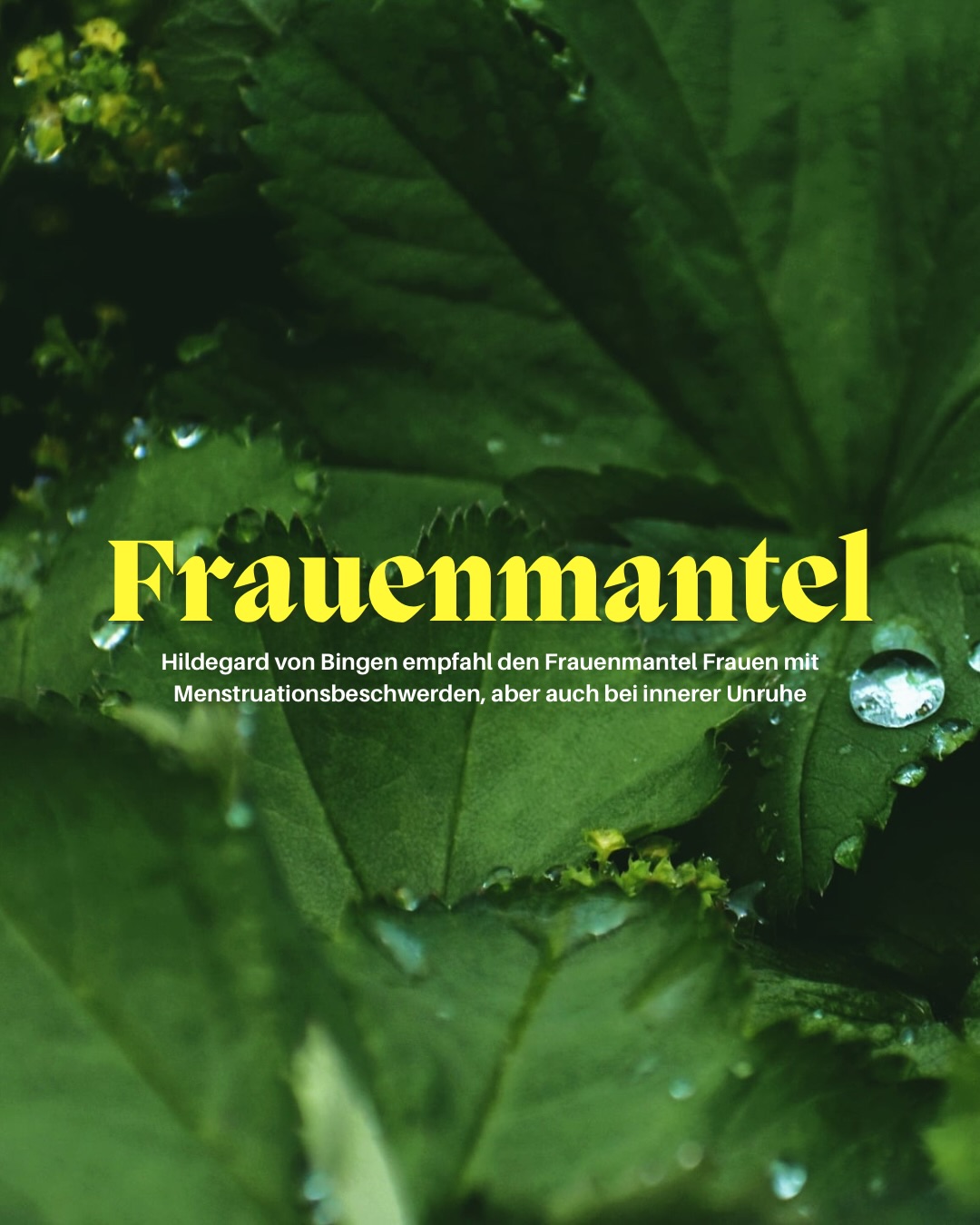 Frauenmantel
Seit Jahrhunderten begleitet diese besondere Heilpflanze Frauen in Zeiten des Wandels von der Pubertät über Schwangerschaft bis hin zu den Wechseljahren.
Mit seinen sanften taugefüllten Blättern steht der Frauenmantel symbolisch für Weiblichkeit, Schutz und innere Balance.
In der traditionellen Kräuterkunde wird der Frauenmantel für seine harmonisierende Wirkung geschätzt.
Eine Pflanze voller Geschichte, stärker und stiller Schönheit.
✨
#frauenmantel
#heilkräuter
#frauengesundheit
#wildkräuter
#kräutergarten