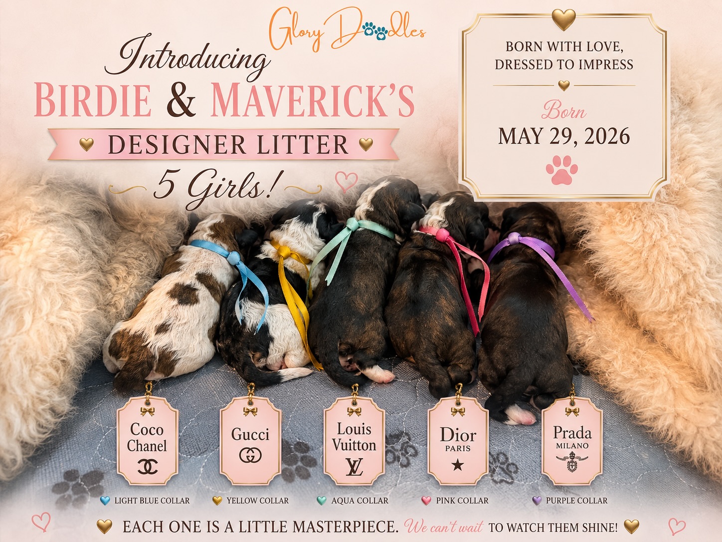 birth announcement ๐ฃ birdie + maverickโs designer litter of all girls ๐ have arrived and are doing great! we only have 2 spots available for this litter, so if youโre interested, contact us ๐
#minibernedoodle #bernedoodlepuppy