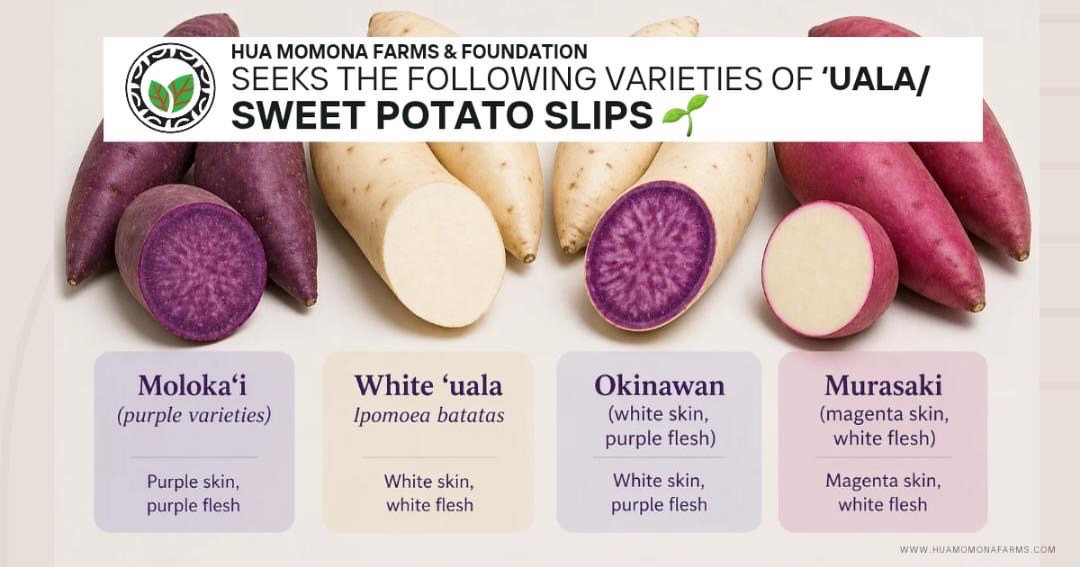 Hua Momona Farms & Foundation is seeking four varieties of sweet potato slips to expand local propagation efforts and strengthen Maui’s food resilience. If you’re planning a large harvest, we’d love to connect and collaborate.
Please contact:
kat@huamomonafarms.com
or
Zach.Laidlaw@huamomonafarms.com
#maui #hawaii #organic #farmlife #mauigrown