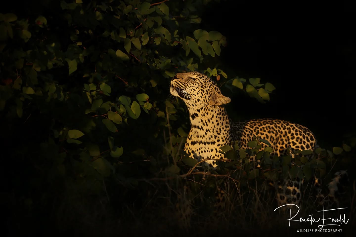 Beautiful female leopard.
She was smelling the leaves and seems very curious on the scent she picked up.
Contact me to book your ultimate Kruger safari!
#Kedibonesafarifamily
#leopard
#gamedrives
#wildlife
#predator