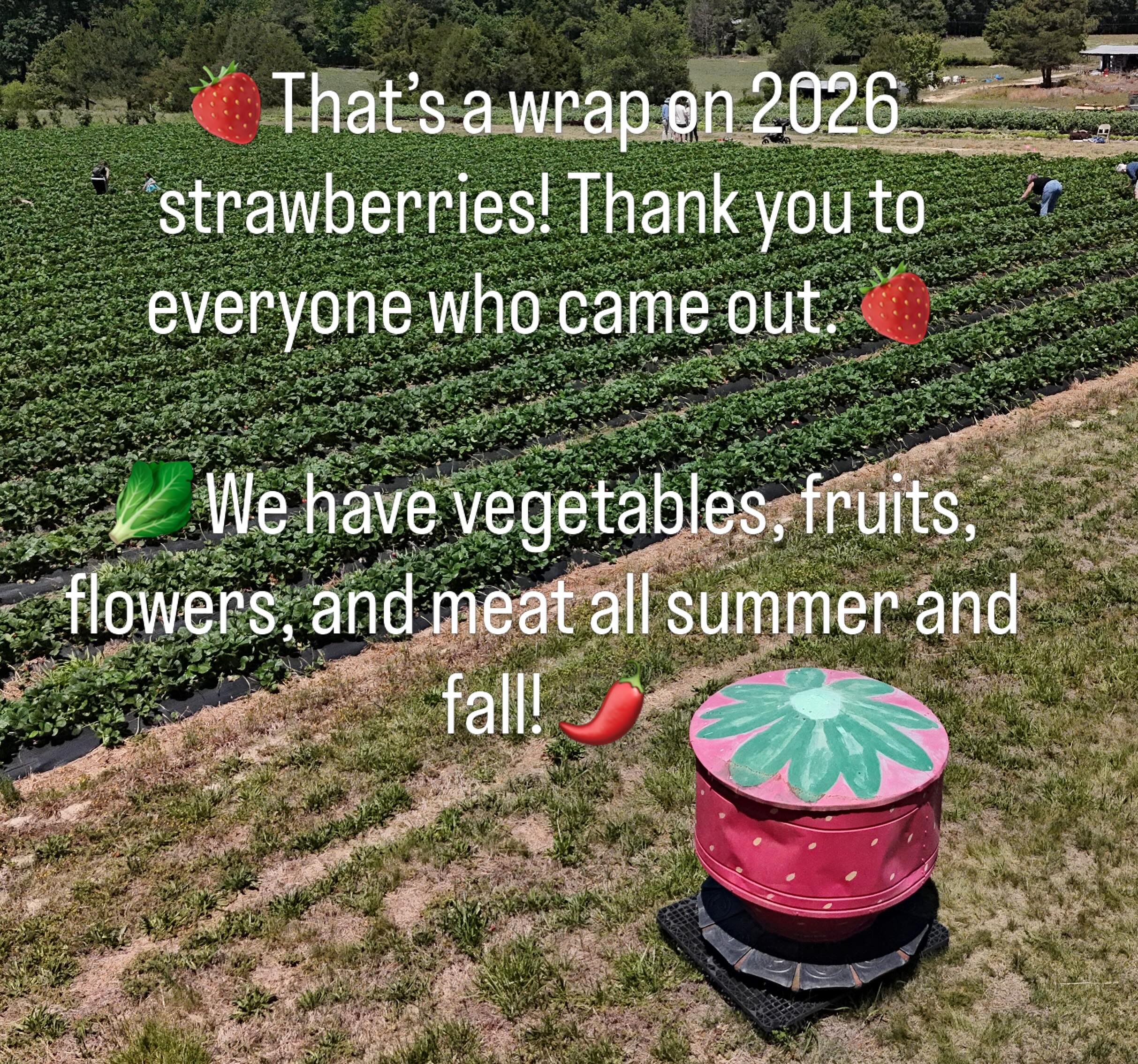 🥬🧅🥔🥦🫛🥩💐 Tuesday June 2: CLOSED. Strawberry season is done for 2026. A big thank you to everyone for coming out to pick and enjoy the berries this year! Stay tuned for updates on when the farm stand will be opening for summer hours.
In the meantime, you can come by appointment , or find us at the Carrboro Farmers Market on Saturday mornings 7 am til noon.
~~~
⏰Hours: Currently by appointment at (919)309-5935; summer hours coming soon.
🌞What’s in Season: New potatoes! Broccoli! Cauliflower! English peas! Sugar snap peas! Beets! Lettuce, squash, zucchini, cabbage, cut flowers, local eggs, local honey, Katahdin lamb, and Angus beef.
🔎Latest updates: Call our recording at (919)732-7701, or check the latest Facebook/Instagram post.