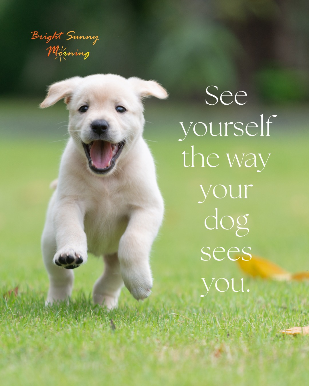 See yourself the way your dog sees you.🐶💗✨🥰
#mindset #selflove #positivevibes