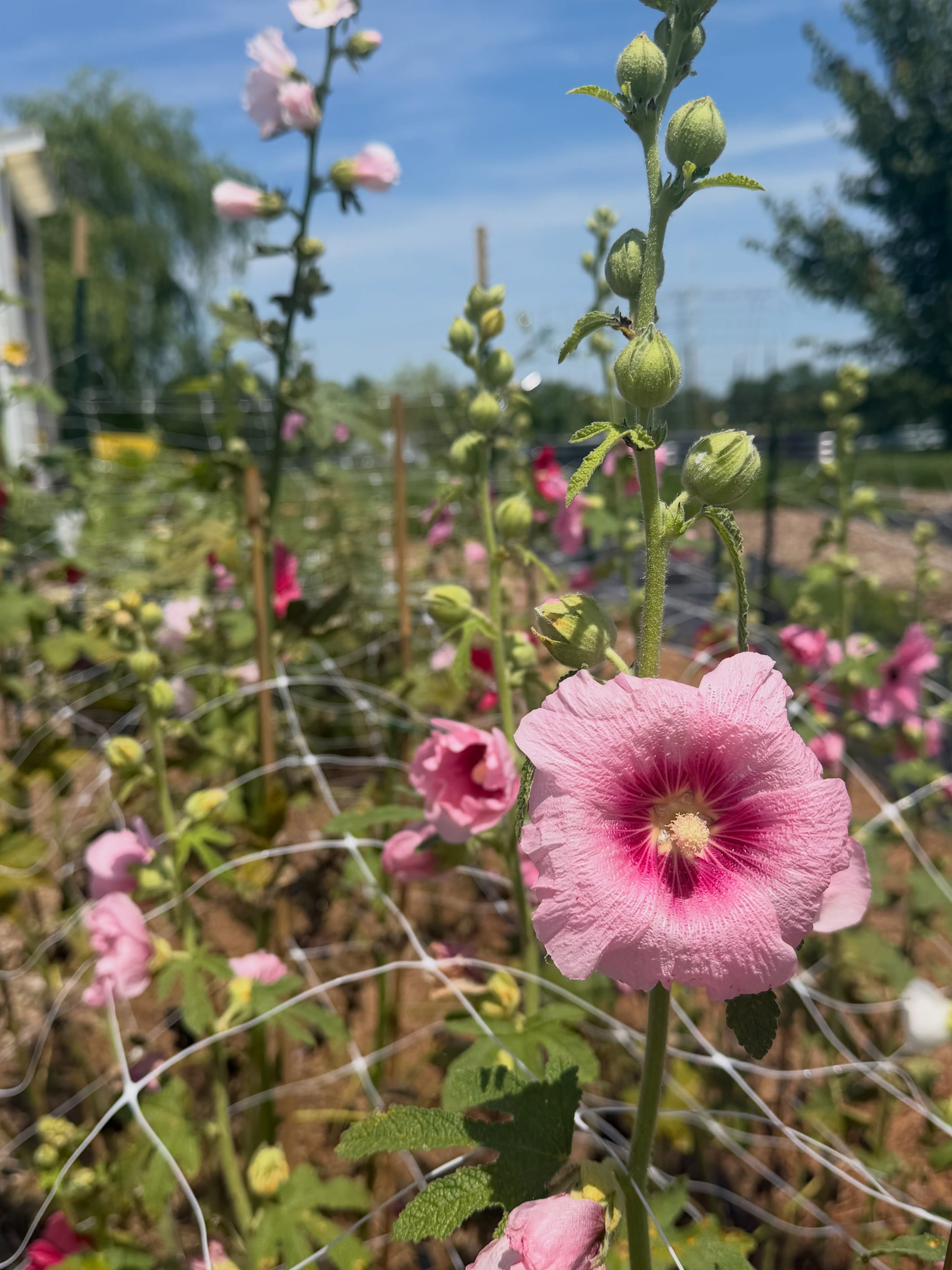 The beauty of the hollyhock ❤️ #hollhock #boutiquefarm #vintageflowers #memories