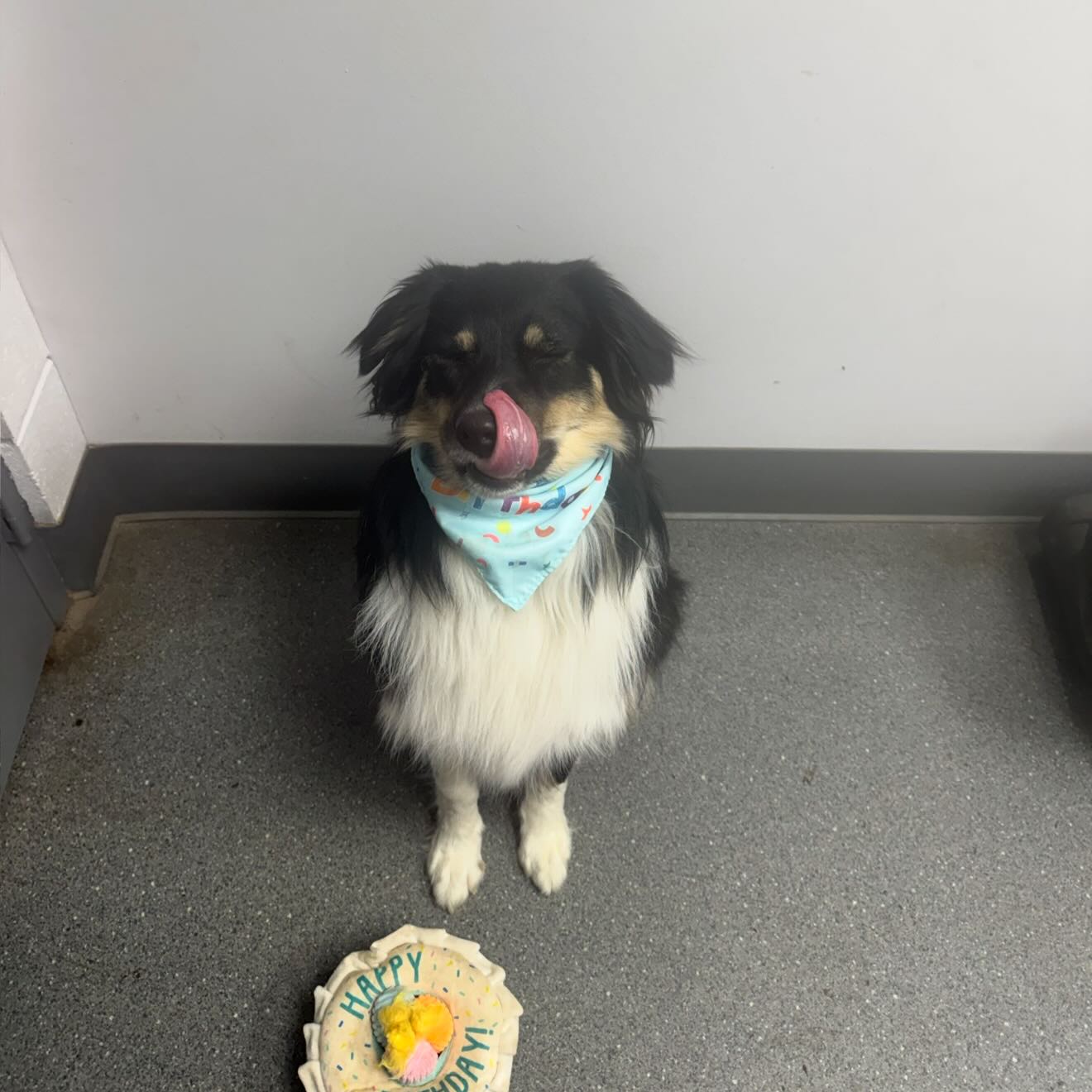 Just one birthday pup this month — Happy 1st Birthday Gimli! 🥳🐾