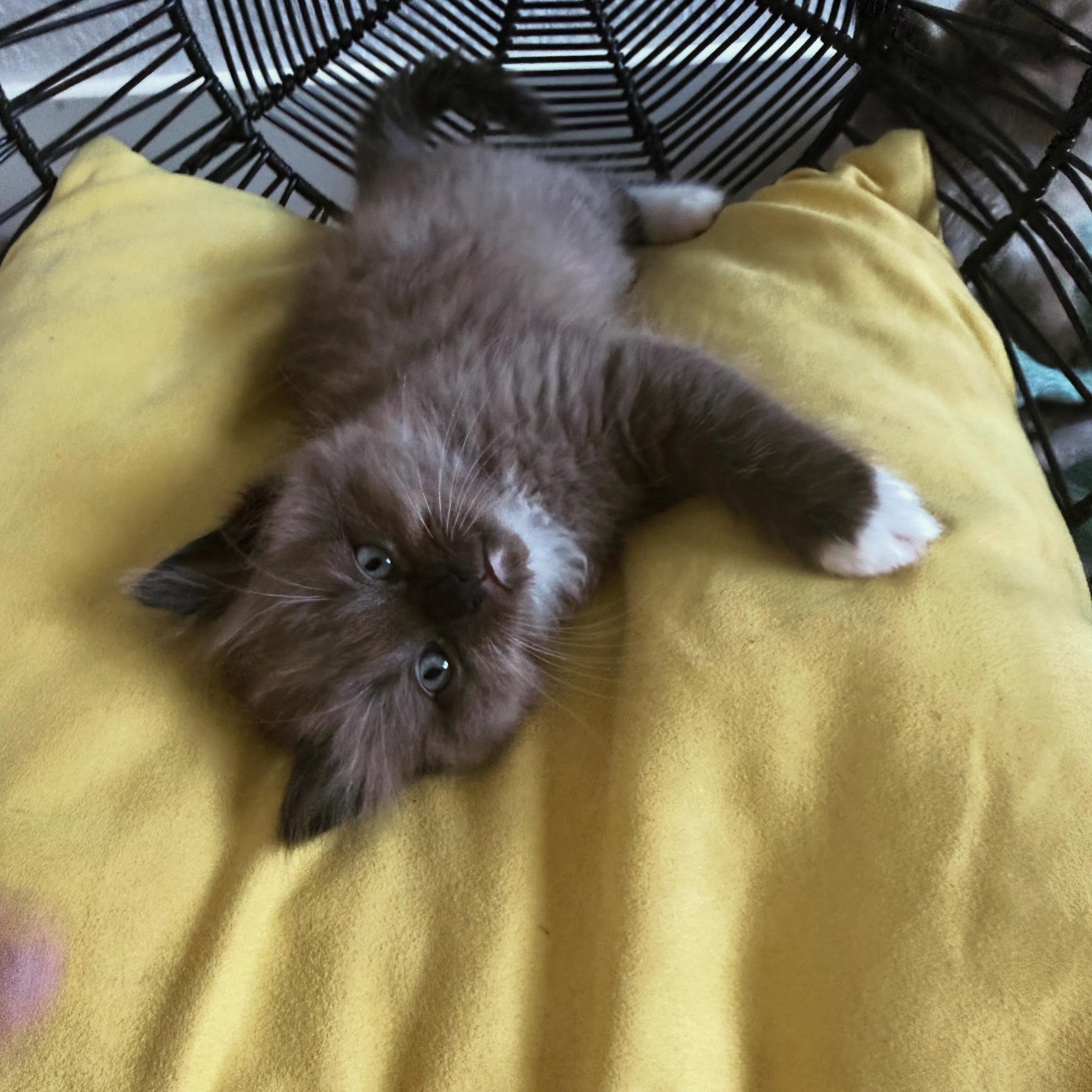 This little Gal āGraceā became available recently! Sheās ready to go home, a sepia seal just like her Dad, sheās as sweet as she is adorable #kitten #ragdoll #cats #catsofinstagram #kittensofinstagram
Contact info in bio!