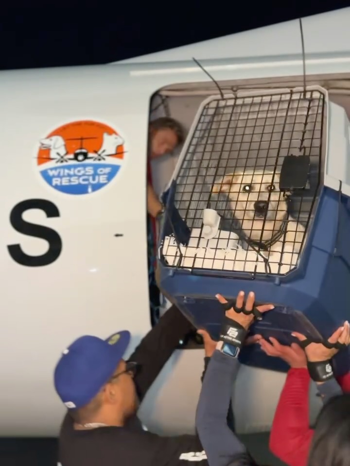A few behind-the-scenes moments from Friday night as pets made their way toward safety across North America.
Long nights. Full planes. Hundreds of lives changed.
Help us save the next flight โ link in bio.
#letthefurfly #dogs #dogslife #rescuedogsofinstagram #wingsofrescue