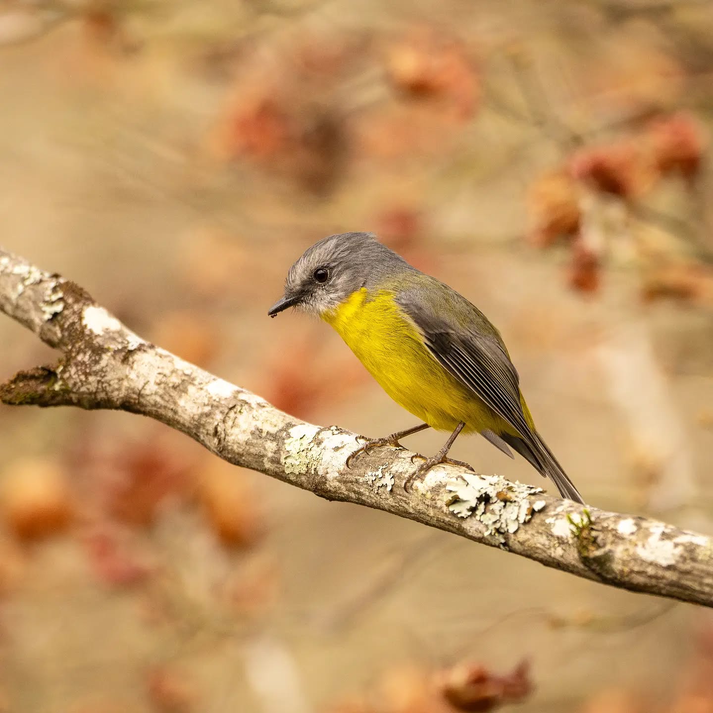 "The falling leaves drift by the wind
The autumn leaves of red and gold"
Western yellow robin
#nikon #bird #birdphotography #nature #wildlife