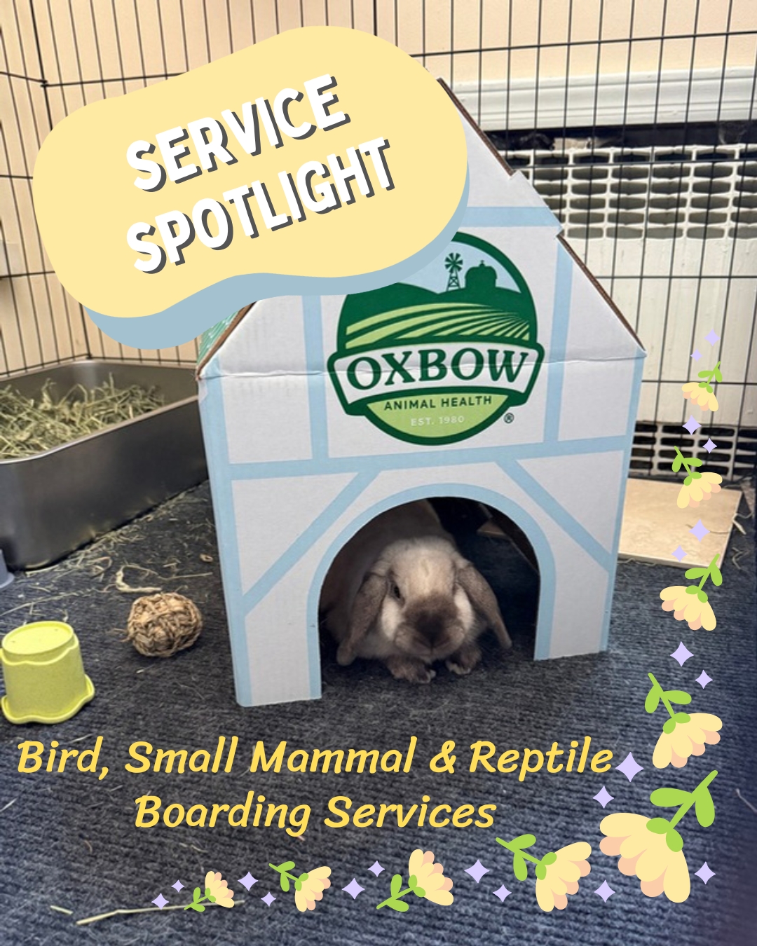 If you have ever tried to explain your pet's routine to a friend and watched their eyes glaze over by sentence three, you already know why generic boarding is not an option.
I board birds, small mammals, and reptiles out of my Hicksville home in a setup built specifically for exotic species. Birds stay in a dedicated room with air purification, filtered airflow, and a backup generator.
Rabbits and chinchillas are housed in my climate-controlled living space with cooling surfaces and species-specific enrichment.
Reptiles board in my own enclosures with appropriate heating, UVB, and humidity monitored daily.
Every guest gets daily monitoring from someone who can tell the difference between a bird that is quietly settled and one that is quietly stressed, who knows that a rabbit skipping a meal is not just picky eating, and who checks basking temps and humidity for every reptile in my care.
Full details on my boarding page. Link in bio.
#BirdGirlPetServices #ExoticPetBoarding #BirdBoarding #ReptileBoarding #SmallMammalBoarding #LongIslandPets #NassauCounty