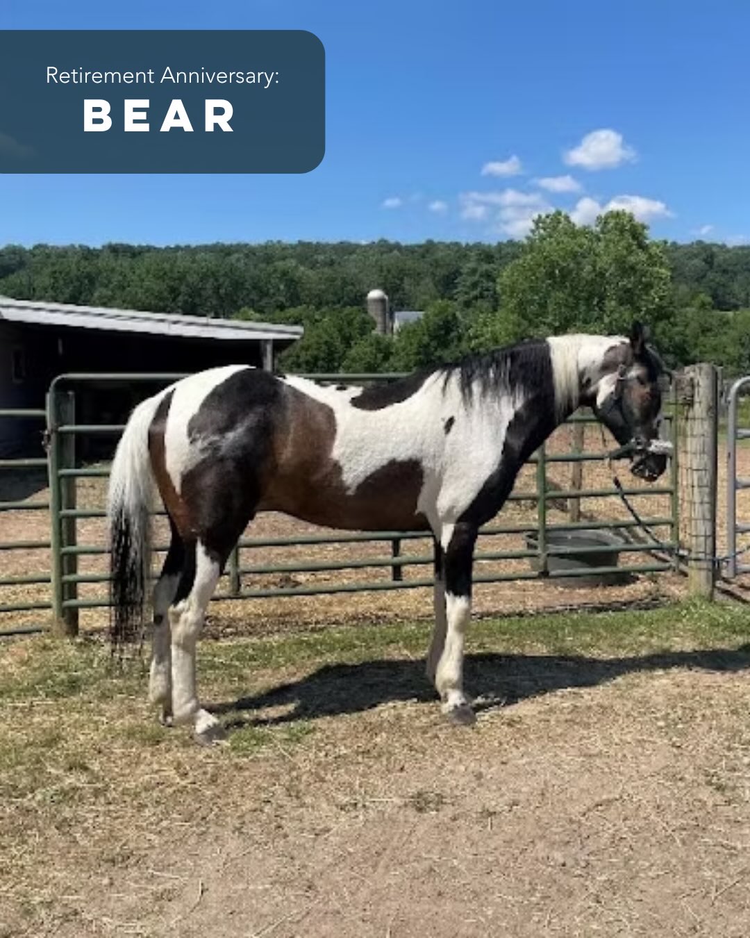 This month, we celebrate nine special farm-versaries: Bear, Berry, Buddy, Cooper, Leopold, McGoo, Pixie, Toby, and Wicky! 🐴💚 Visit the farm to show them love and feed them treats from our gift shop, at no cost. We’re open daily from 10 am to 4 pm!