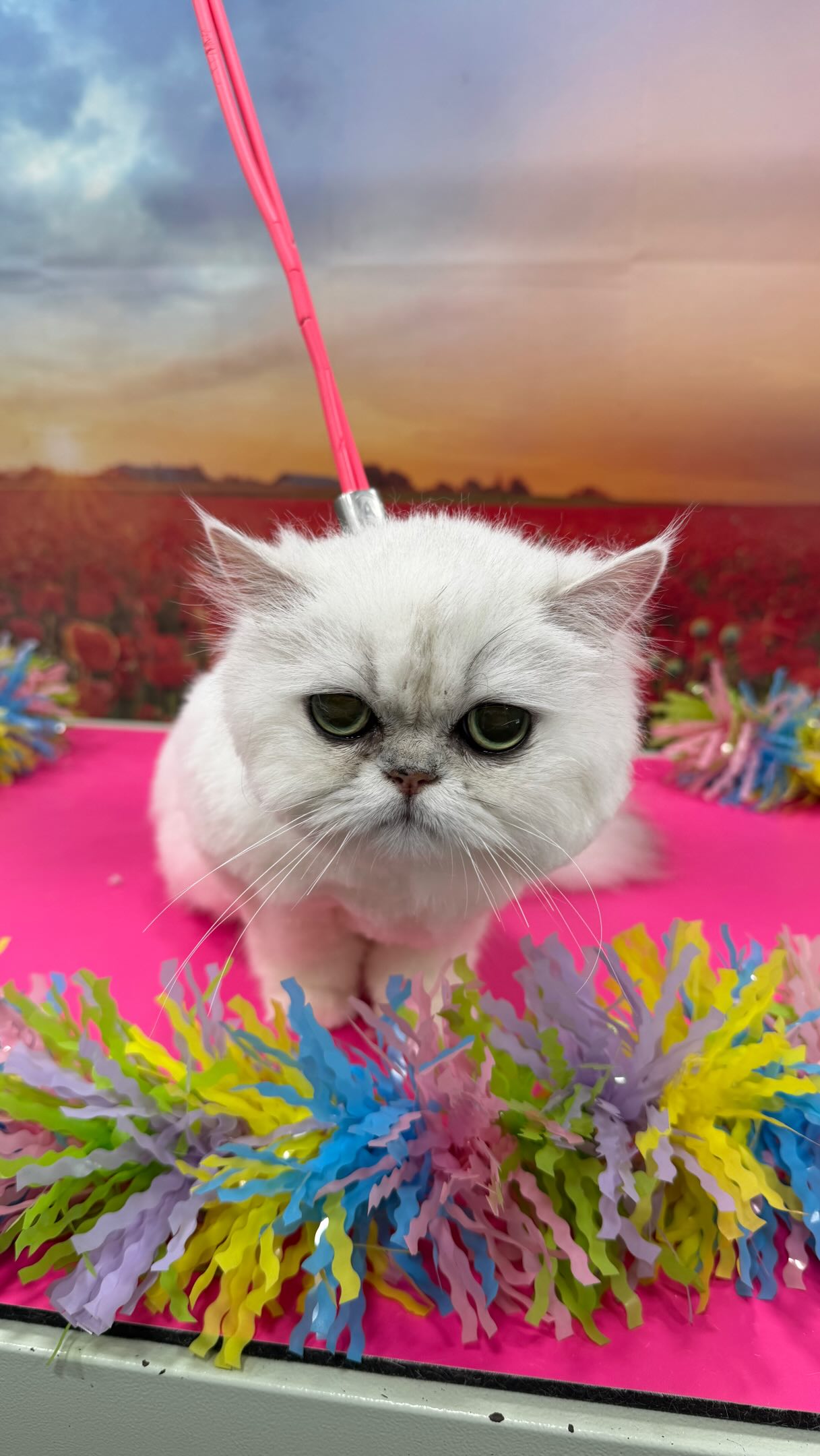 I got to groom a cat today! 😆🩷
She’s clean, fluffy, and unimpressed 🧼🫧🙄🩷
#catgrooming #mobilegrooming #catitude #cattitude #catsofinstagram