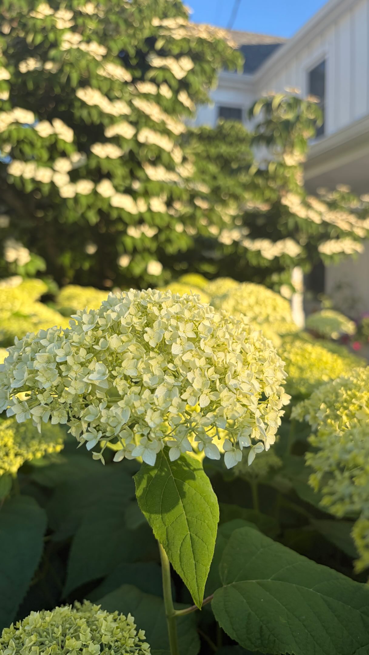 A planting match made in heaven ✨💛
If there were a dating app for plants, these two would be a perfect match.
🌳 Kousa Dogwood
🤍 Invincibelle Limetta Hydrangea
The layered white blooms, contrasting textures, and staggered bloom times create a front yard display that looks elegant from spring through summer.
Low maintenance. High impact.
Would you plant this duo in your front yard?
-
-
-
#gardening #landscaping #frontyard #summergarden #dogwoodtrees