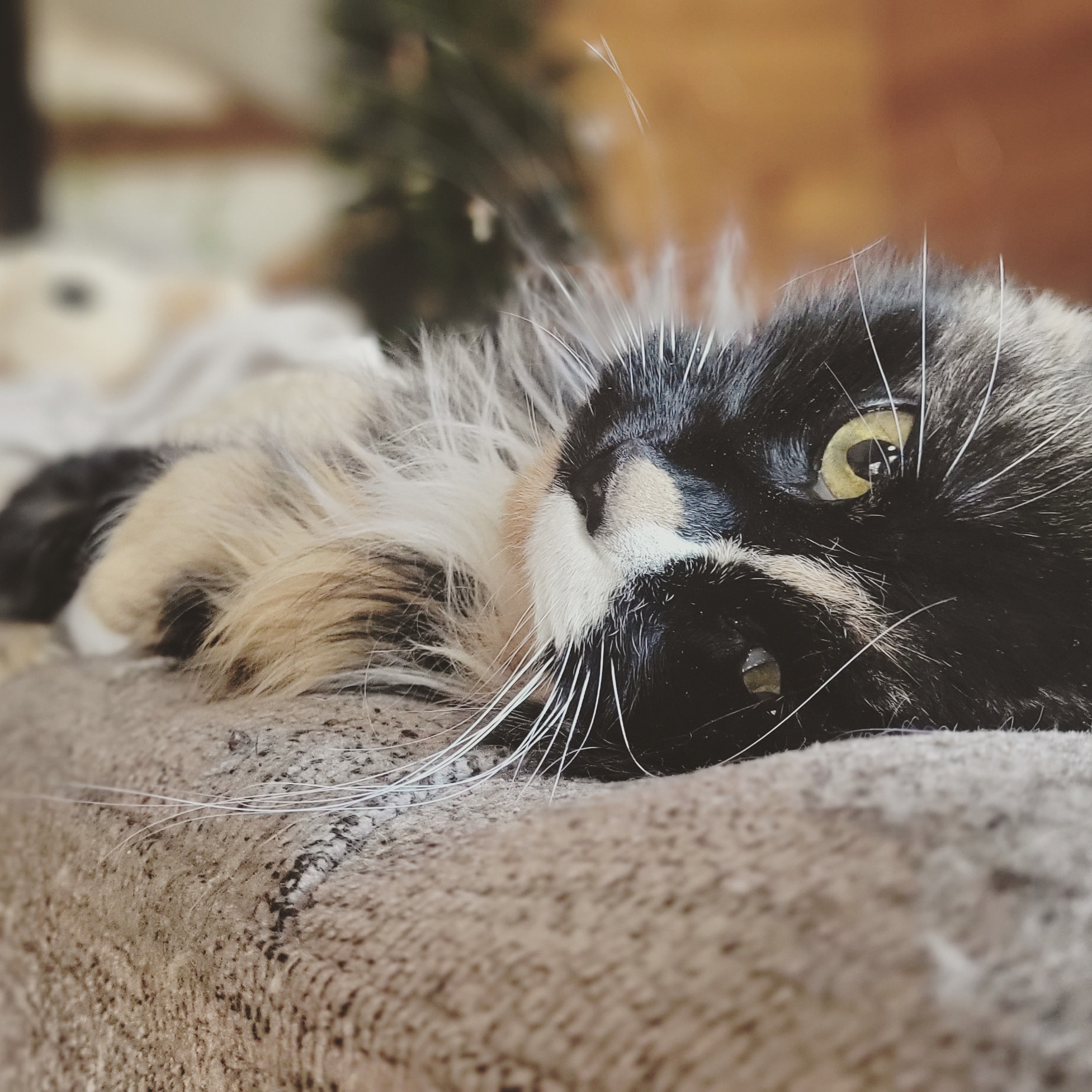 Some cats don’t need a traditional portrait.
#catportrait #moneycat #catsitting #mainepetsitter #downeastmaine #piqueweekenders