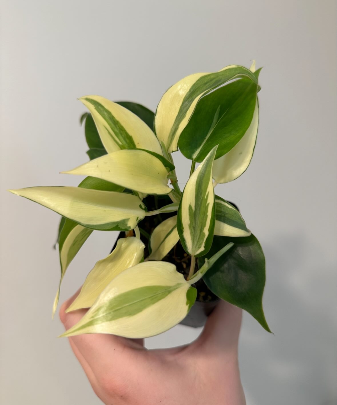 Just a pretty lil rio, that’s all 🥰
Trying to get back to posting again, but life happens. Here’s to another attempt! I’ll be listing some more plants on Etsy soon (just taking a short break). Should I list this one? 🤔
PS how do I stop Instagram from darkening every photo I try to post?? I’ve been screenshotting the photos before posting because that’s the only thing I’ve seen fix it, but there has to be another way? 😩
#philodendronrio