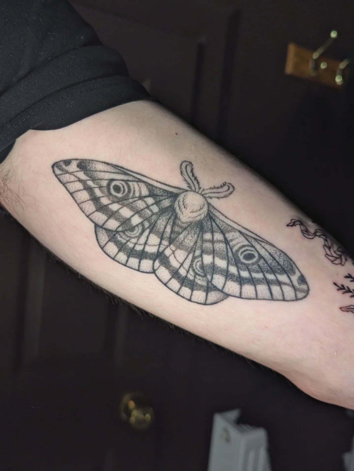 1 year healed emperor moth for Steven 🦋🌱 this was his first tattoo
Swipe to see the best ever healed photo! A real emperor moth 😻
Steven rears moths from cocoons and watches their life cycle, such a fascinating way to observe nature and help their population 🥹
Thanks for introducing me to a new world of moth love ✨
I am currently reading The Jewel Box which is a tale of moths in urban areas, moth boxes, observing their ecology and learning more 🌱
My new favourite genre is nature non fiction!
Thanks so much Steven and I appreciate you returning several times over the last year.
🗓️ booking June to October at the moment
💌 fill in the enquiry form linked in my profile or email booking@ericattattoo.com ✨
🇬🇧 Edinburgh, UK
✒️ tattooing at Astra Lines
Eco conscious tattooing using biodegradable supplies from @ecotatpro @killerinktattoo @goodjudy.ca and biodegradable cartridges from @magicmoon_tattoo_supply @starrtattoosupplies
machine from @fkirons
#edinburghtattoo #edinburghtattooartist #tattooedinburgh #mothtattoo #naturetattoo