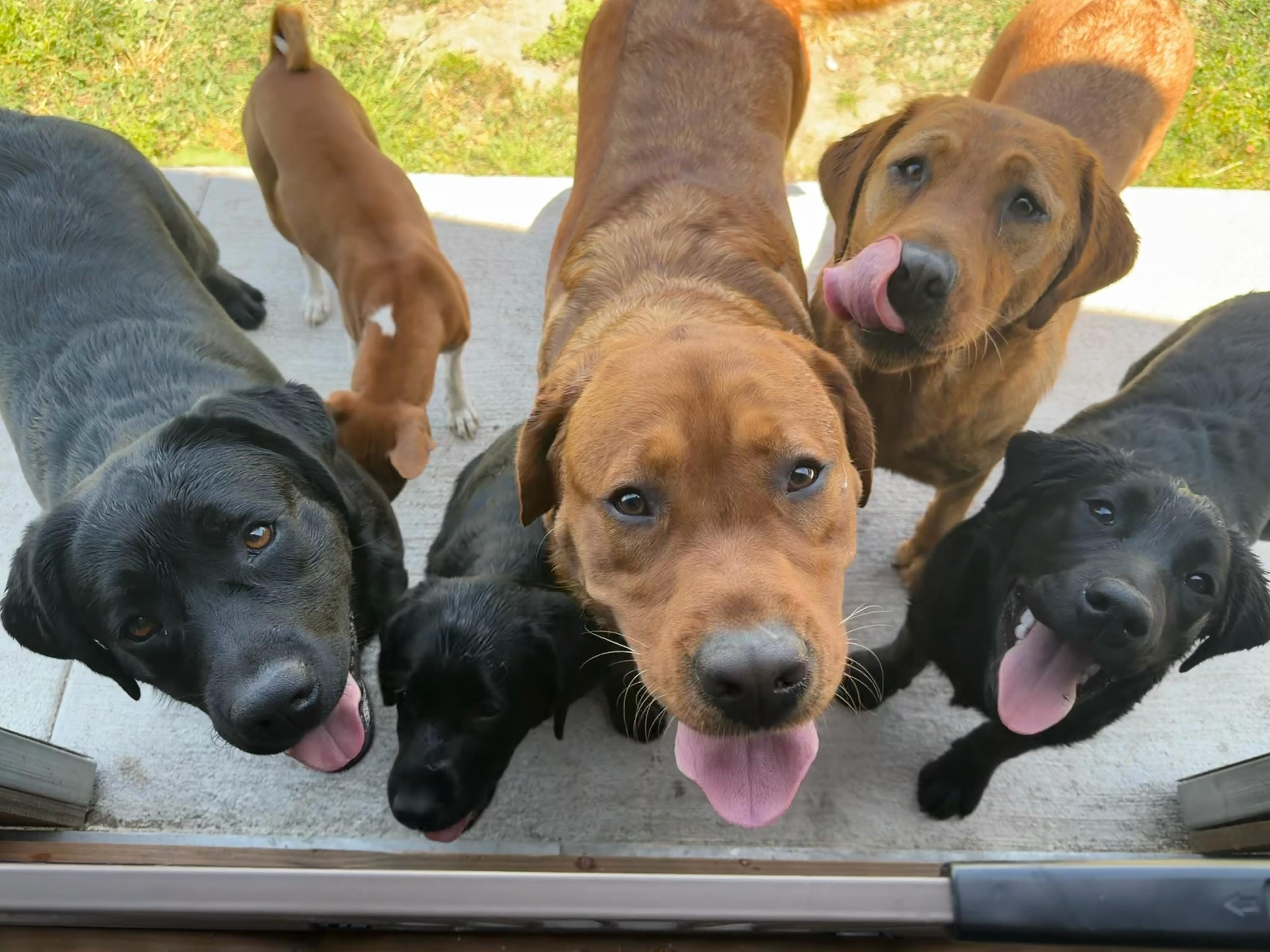 Moonlight/Sunset Lab party!!!!
Saturday June 13
1:00
BYOB/snacks
Anyone welcome. This is a great opportunity if you are looking at getting a puppy in the future and want to come meet the dogs.
PM for location details.
.
.
.
.
.
.
.
.
#moonlightlabradors