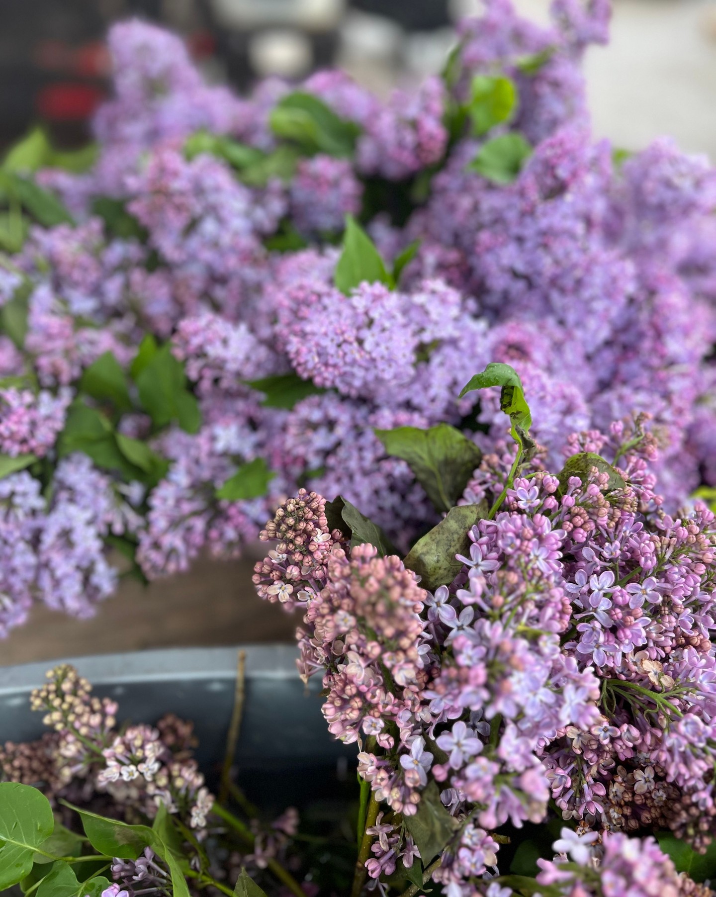 š Lilac season is short, sweet, and absolutely worth stopping to smell.
With their beautiful blooms and unmistakable fragrance, lilacs are one of springās most beloved signs that warmer days are here. Whether theyāre brightening up your home or being gifted to someone special, these stunning flowers never stay around for long.
Grab a bunch while you can and enjoy a little piece of spring before the season fades away. šæšø